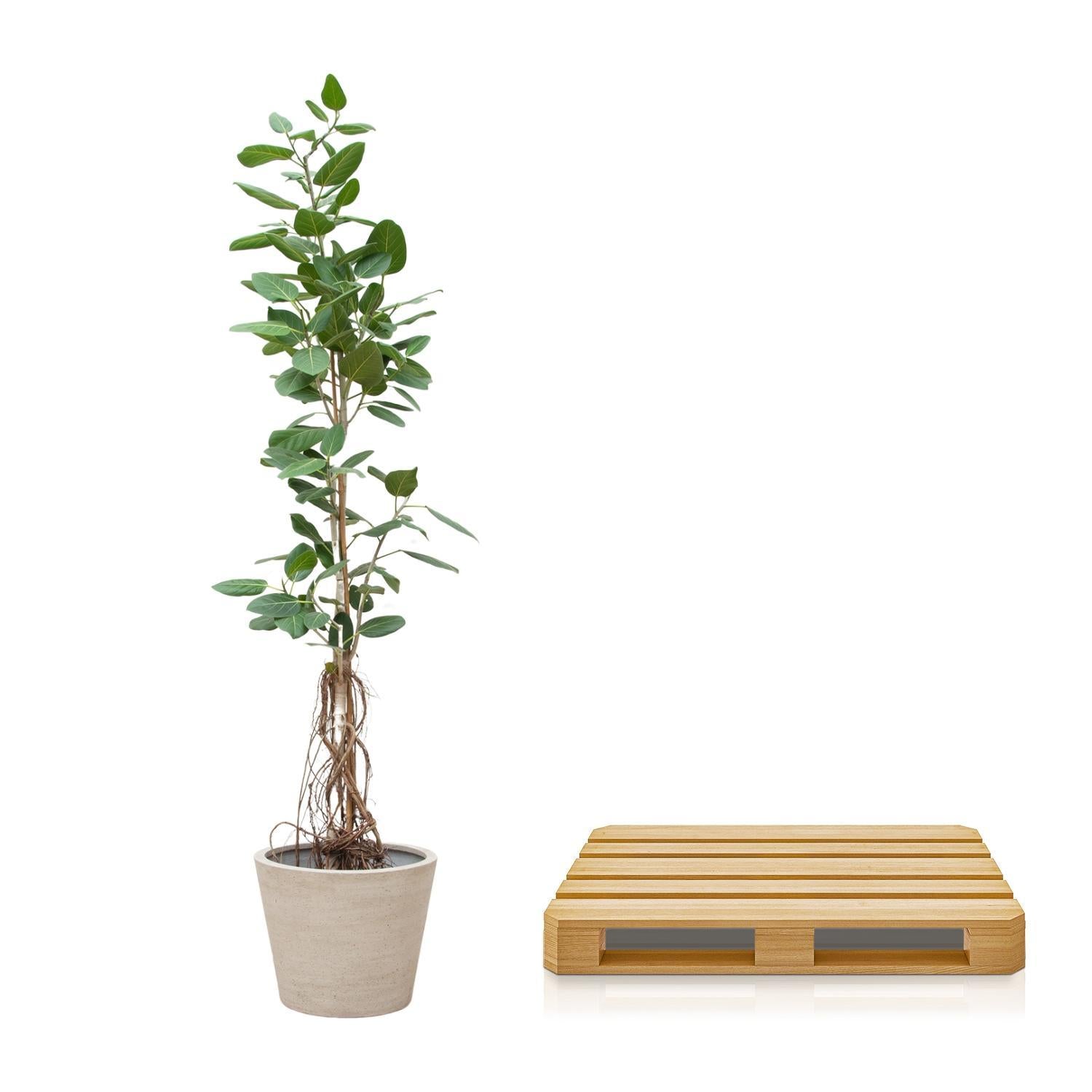 Indischer Banyanbaum Ficus Benghalensis Audrey am Stiel mit hängenden Wurzelns - 220cm - ø45