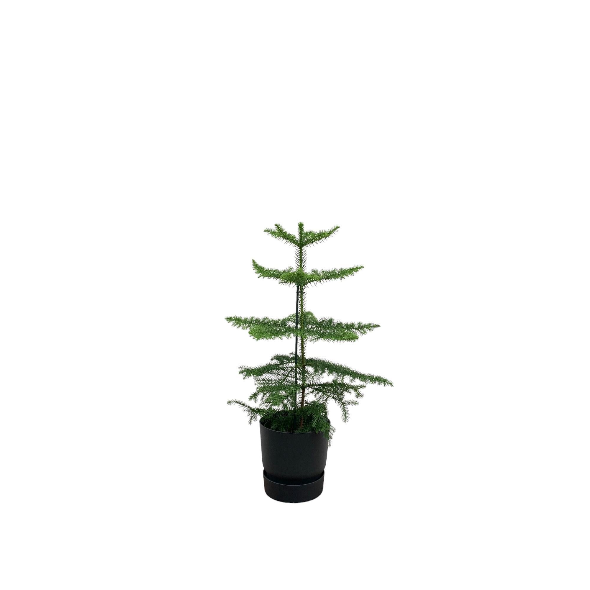 Araucaria (kamerden) inclusief elho Greenville Round Topf schwarz   Ø18 - 60 cm