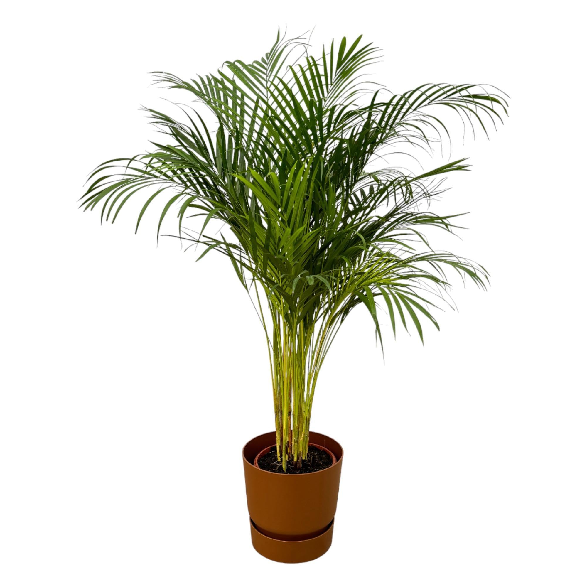 Areca palm - ↨130cm - Ø24cm inclusief Elho Greenville Rond bruin D30xH28