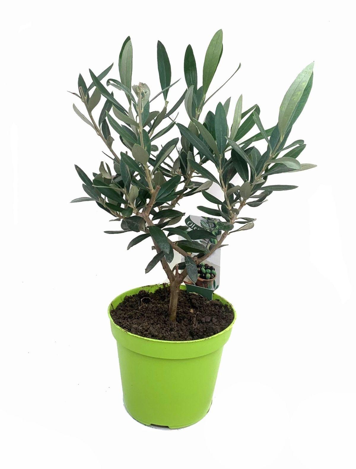 Olea Europaea Mini-steel - 1 stuk - Ø12cm - ↕25cm