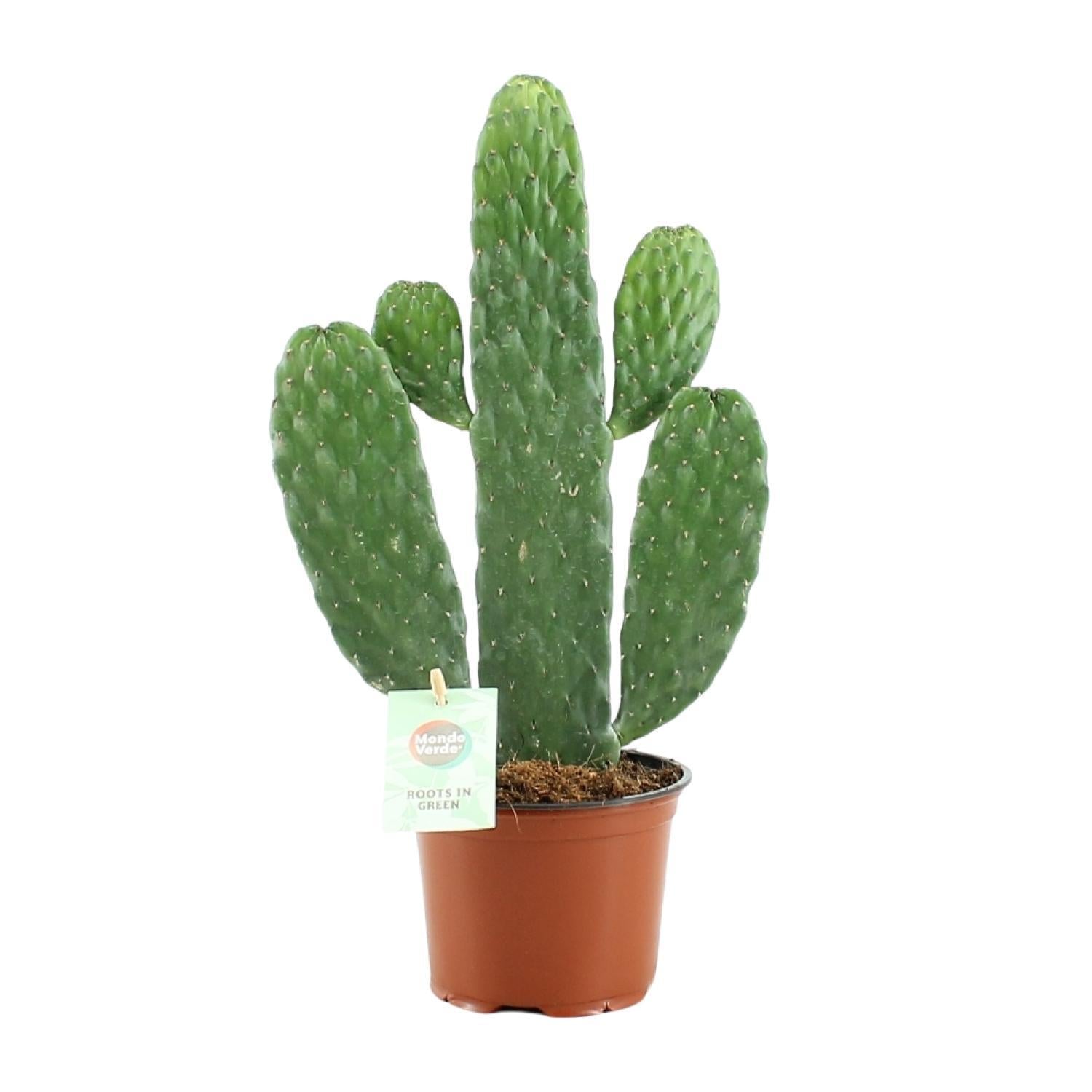 Karibischer Feigenkaktus - Opuntia Rubescens Consolea - Ø12cm - ↕35cm