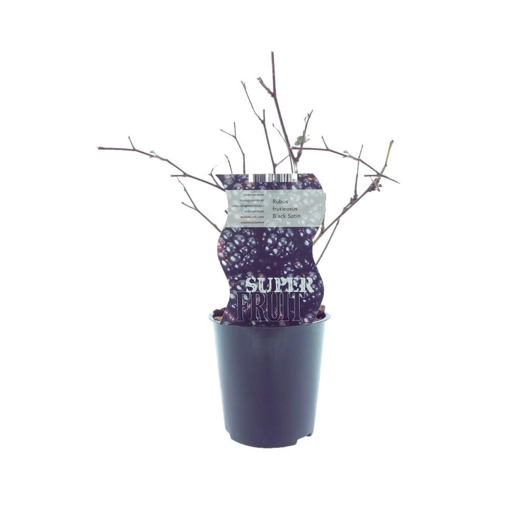 Rubus Black Satin (Dornenlose Brombeere) - Ø12cm - ↕30cm