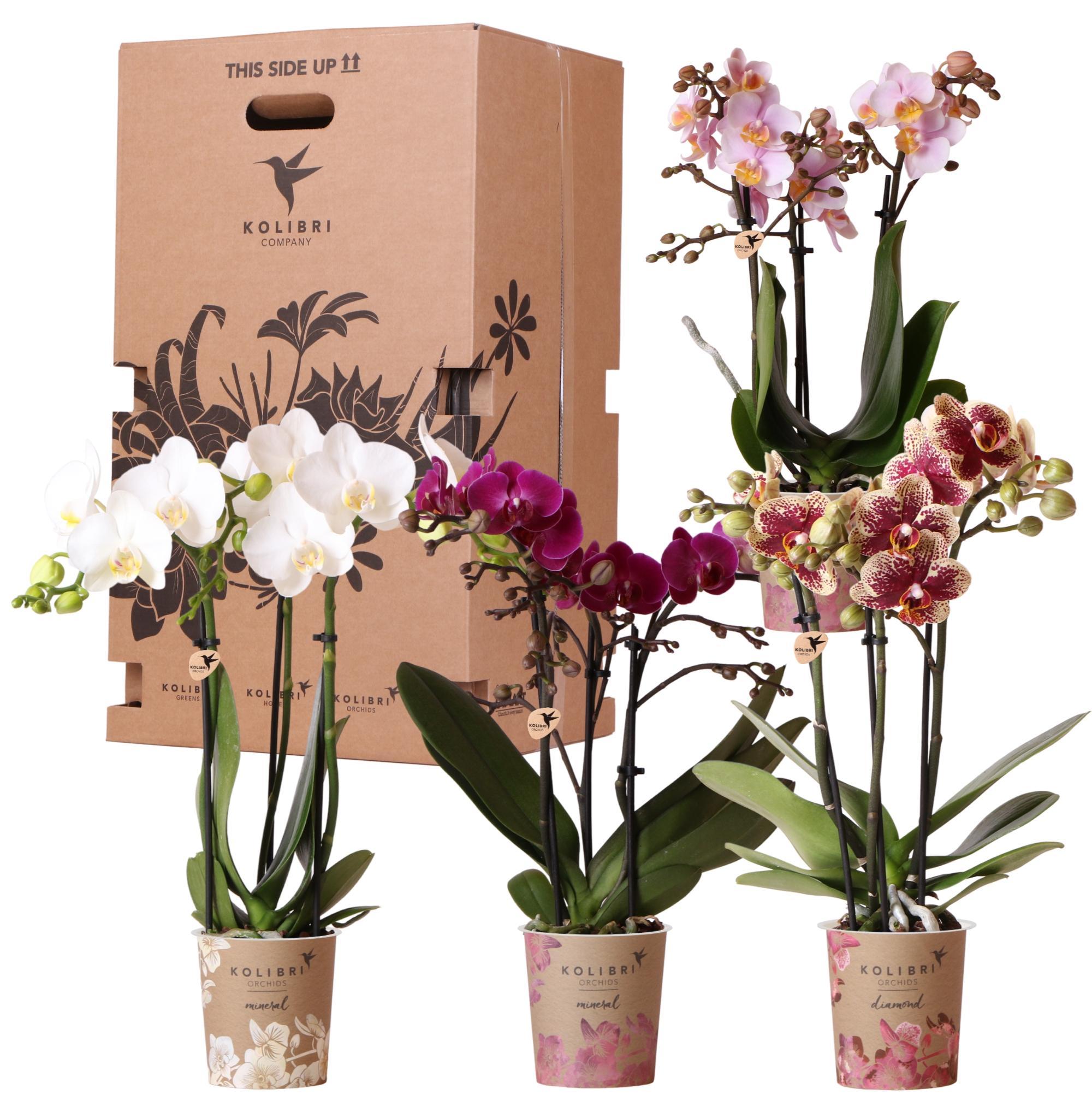 Orchidee Überraschungsbox Mix - Pflanzen Vorteilsbox - Überraschungsbox mit 4 verschiedenen Orchideen - frisch vom Züchter