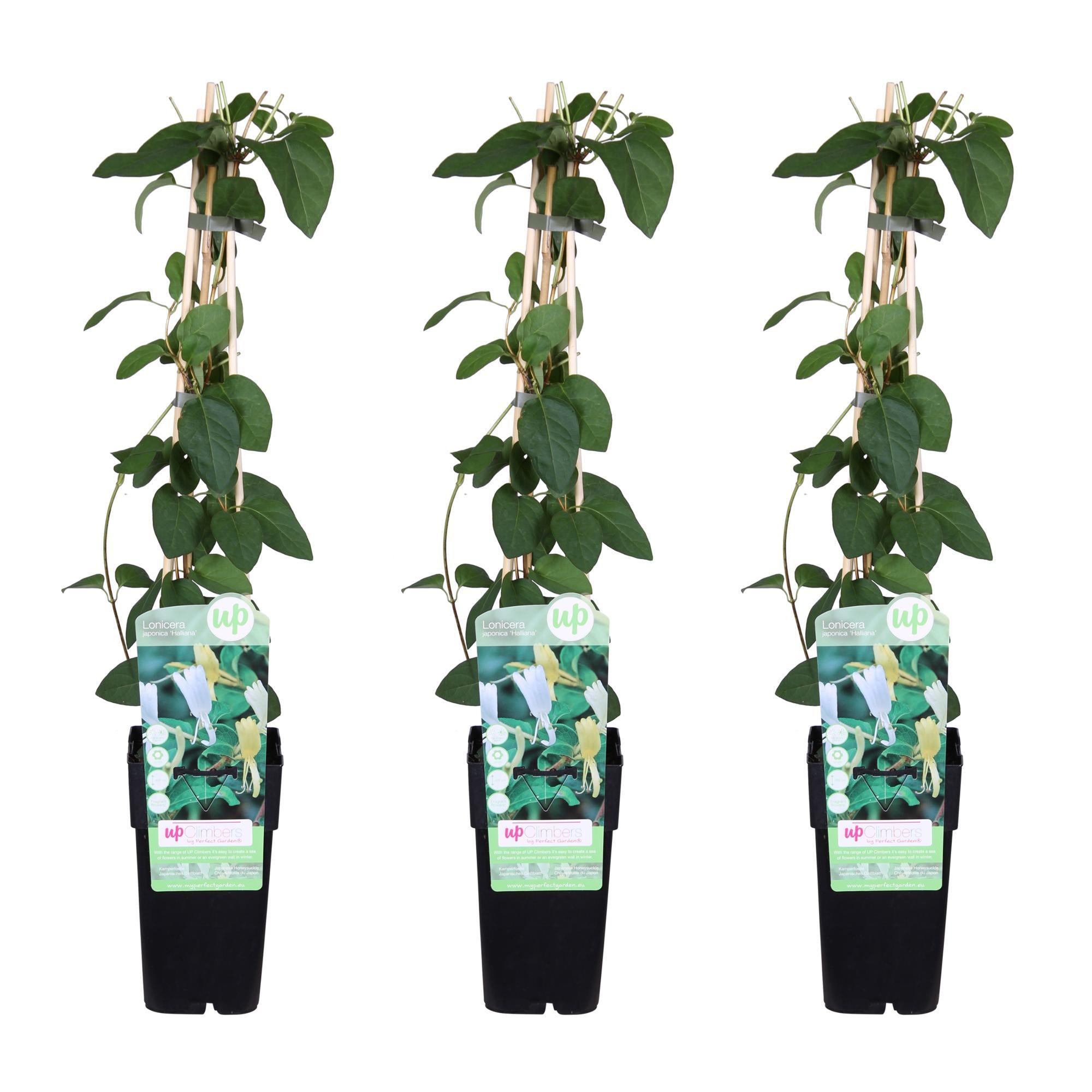 Japanisches Geißblatt 'Halliana Lonicera japonica 'Halliana' - ↨65cm - Ø15  3 Stück