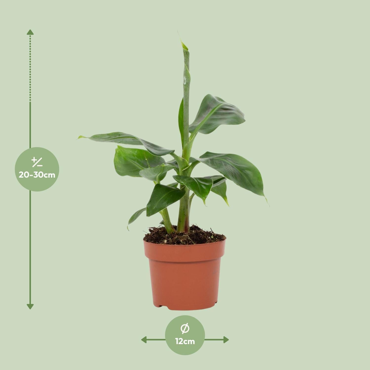 Bananenpflanze - Musa Tropicana 12cm - Ø12cm - ↕27cm