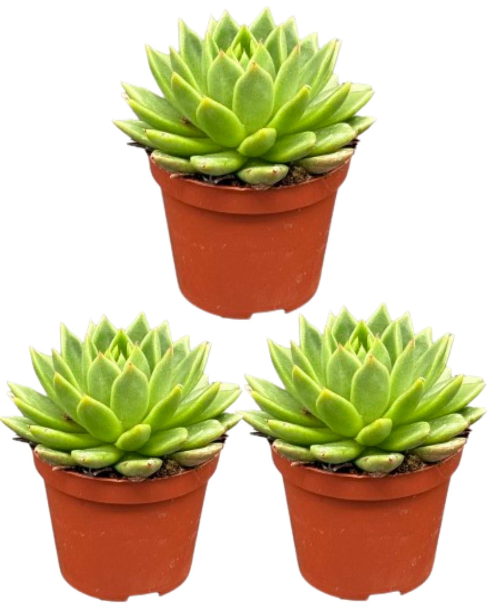 Succulenten - Echeveria Agavoides - 8.5cm Ø - ↕️9-14cm - 3 Stück