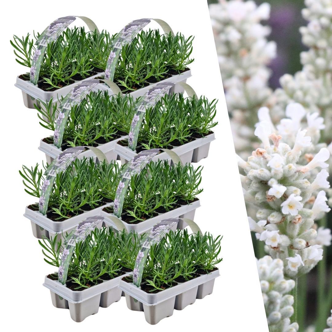 8 x 6 pakje Lavendel angustifolia wit - 48 x Ø7 cm - ↕15 cm 