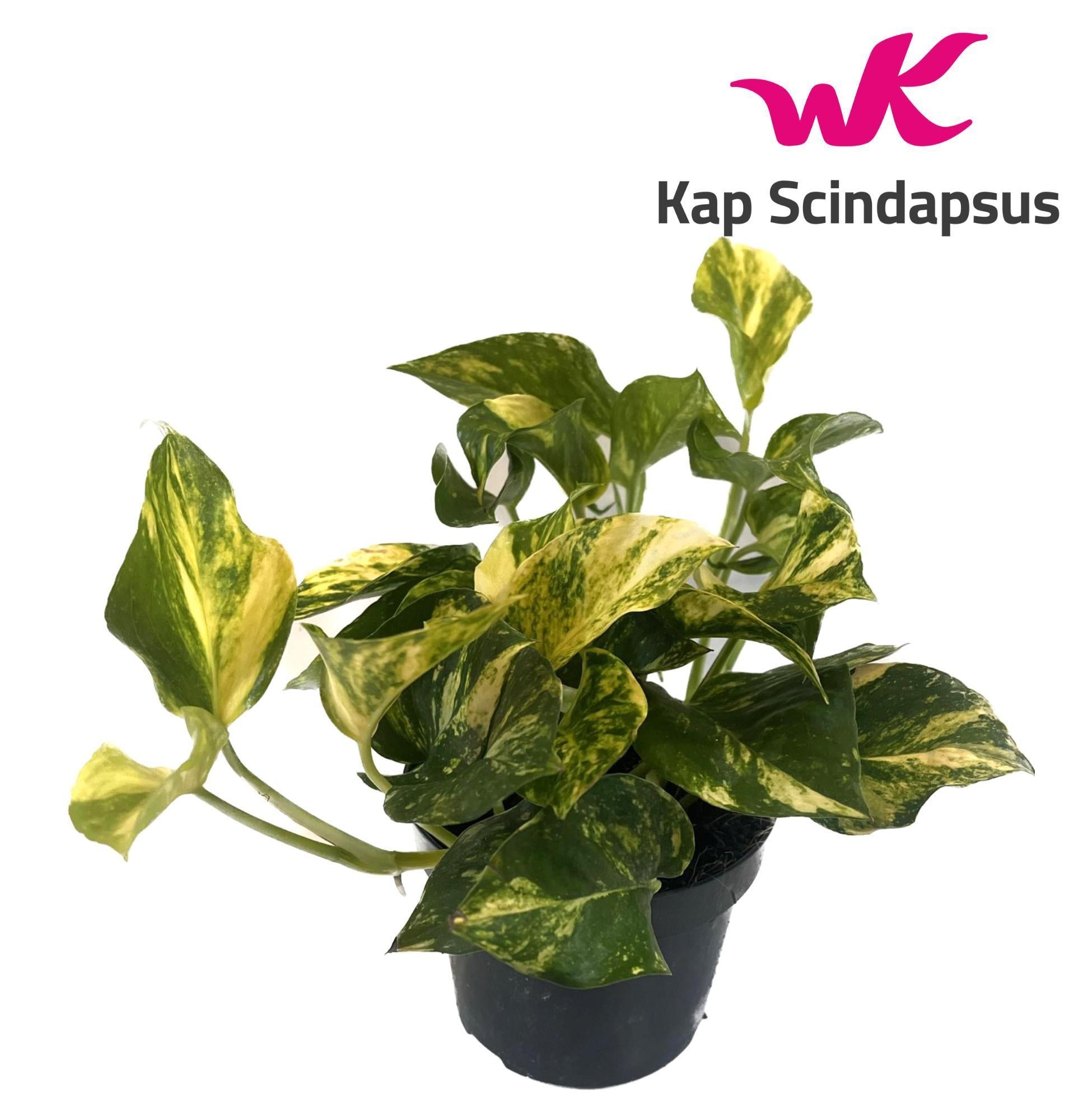 Scindapsus (Epipremnum) N'joy Gold - Ø12cm - ↕25cm