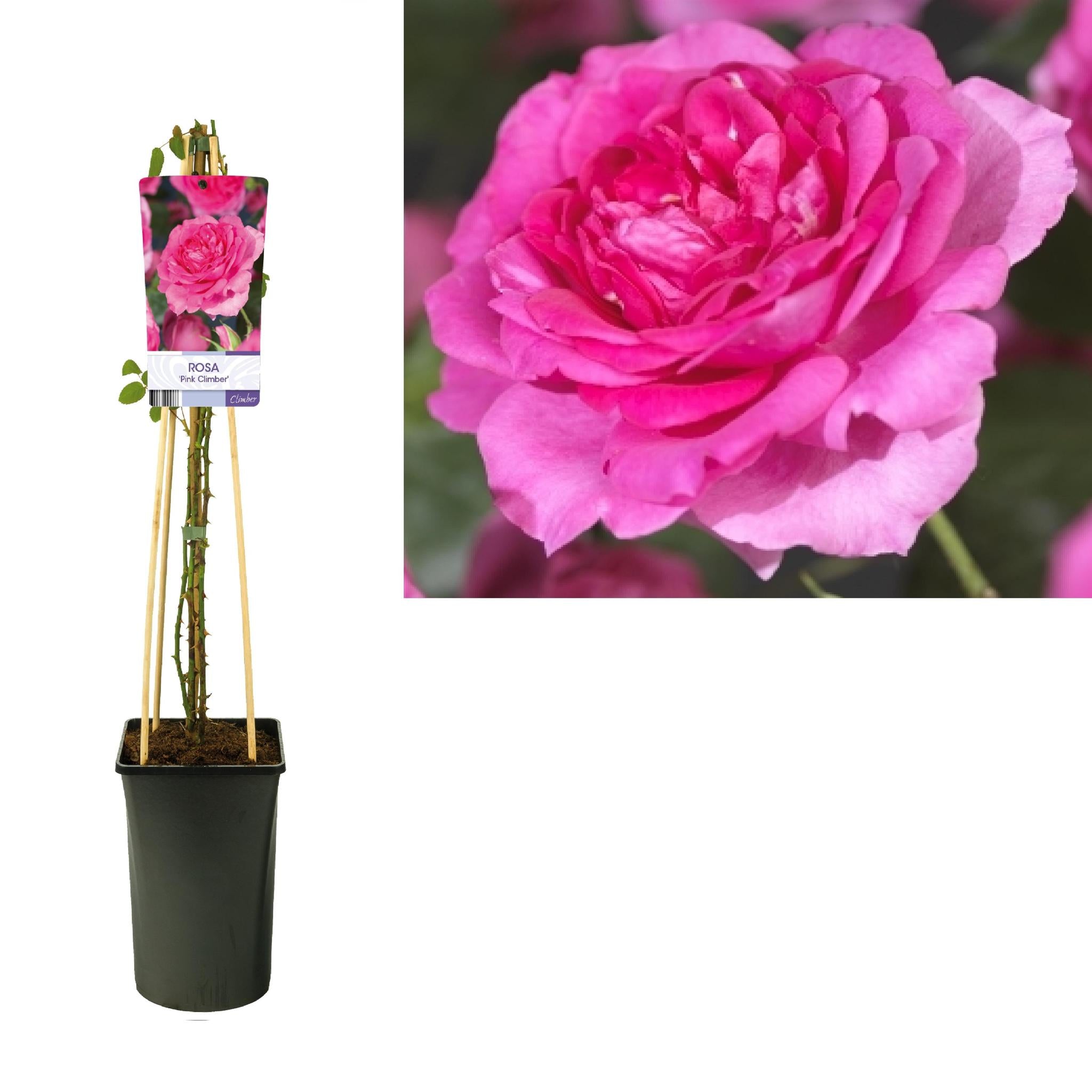 Roze 'Pink Climber' + licht label