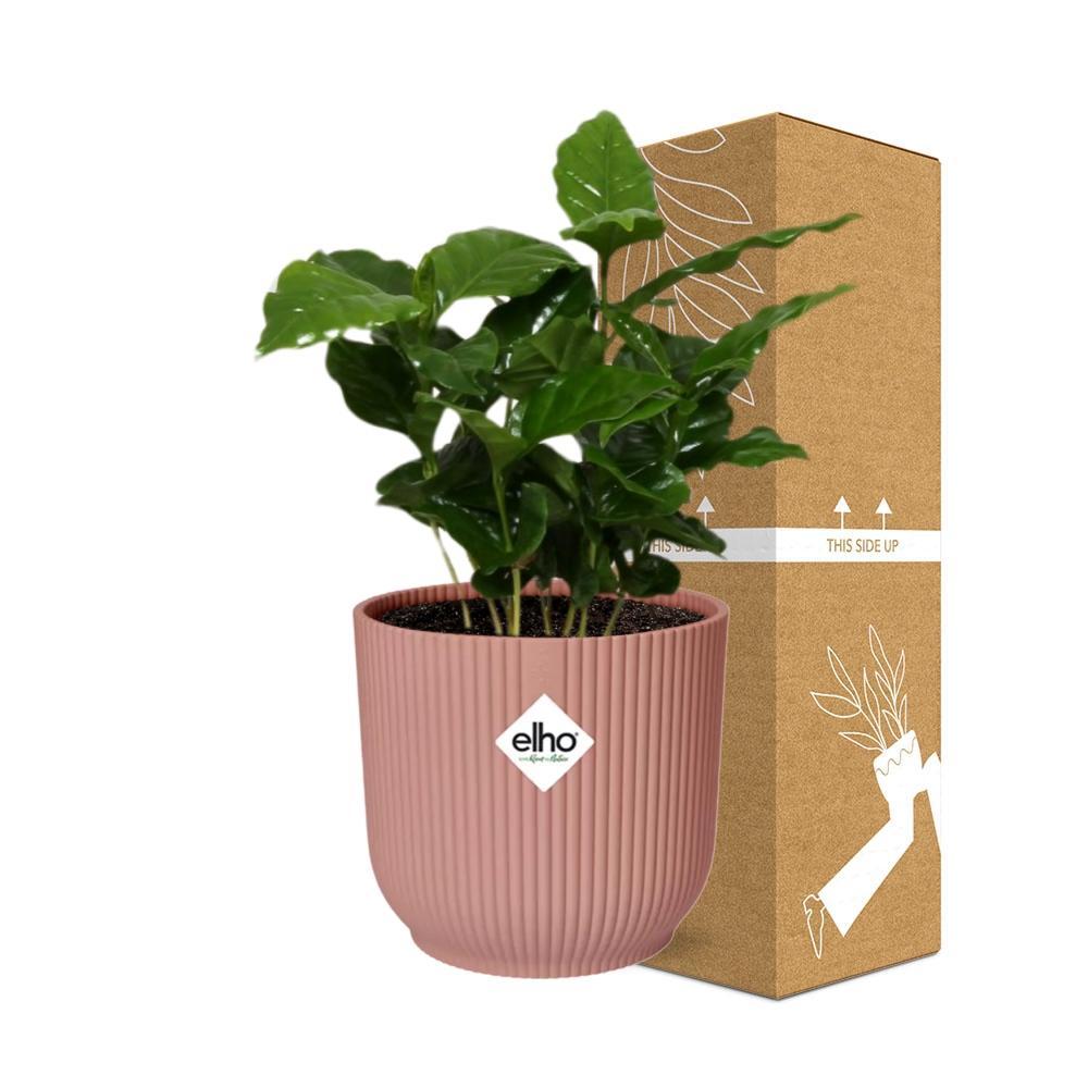 Coffea Arabica - Kaffeepflanze im ELHO Vibes Fold Topf 14cm rosa