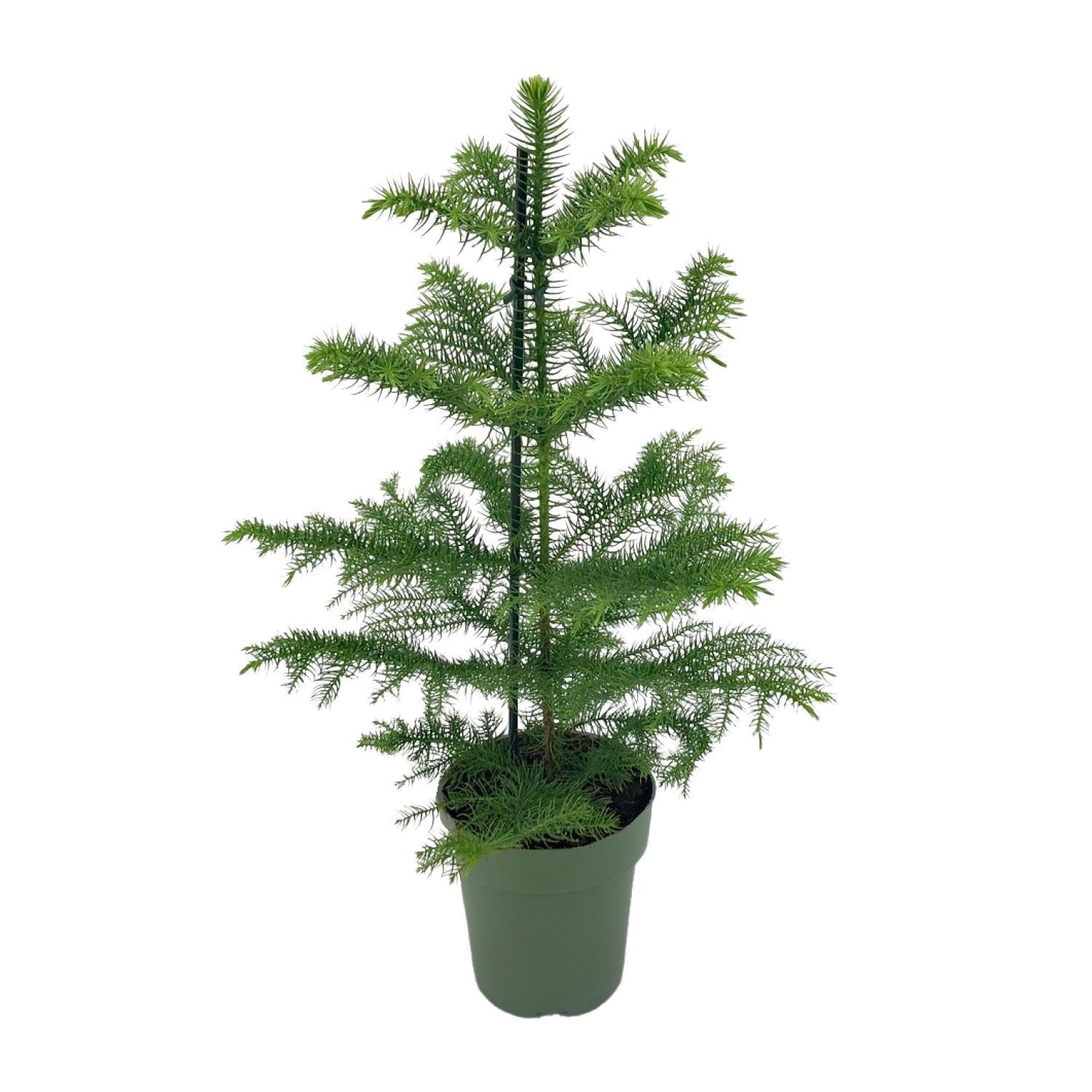 Norfolktanne  - Araucaria Heterophylla - Ø14 - ↨40cm