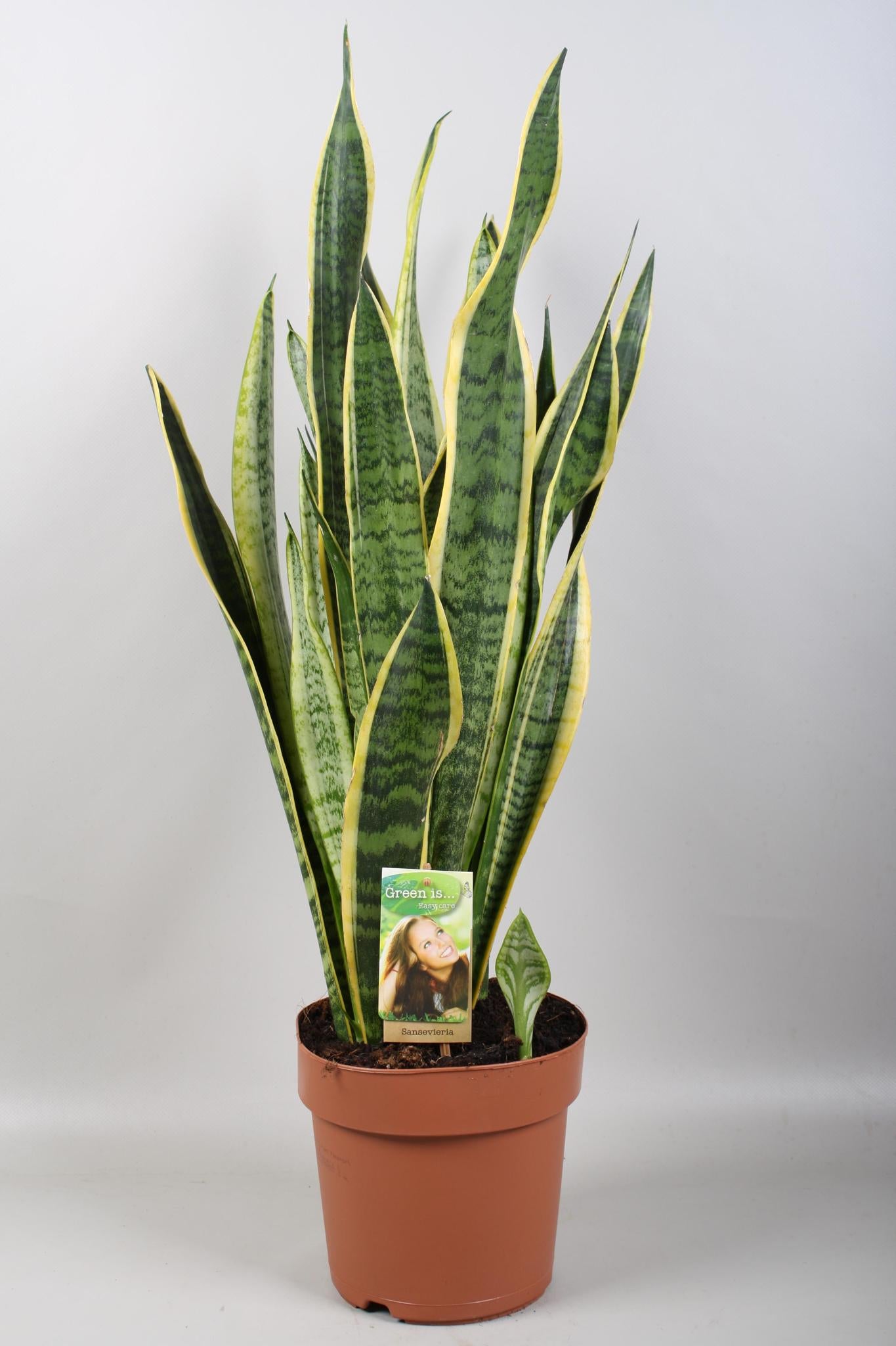 Schwiegermutterzunge - Sansevieria Laurentii - Ø21cm - ↕80cm