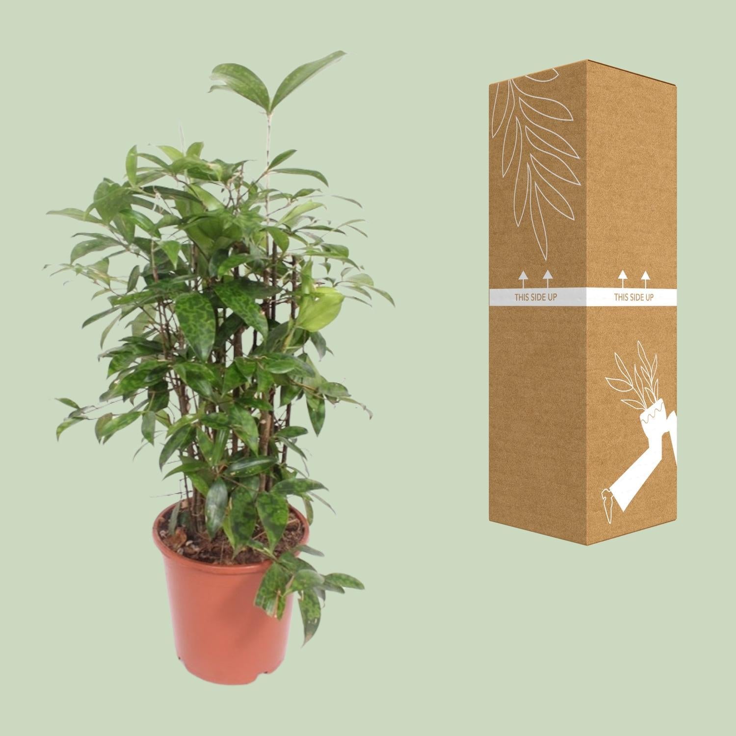 Japanischer Bambus Dracaena Surculosa - Ø21cm - ↕80cm