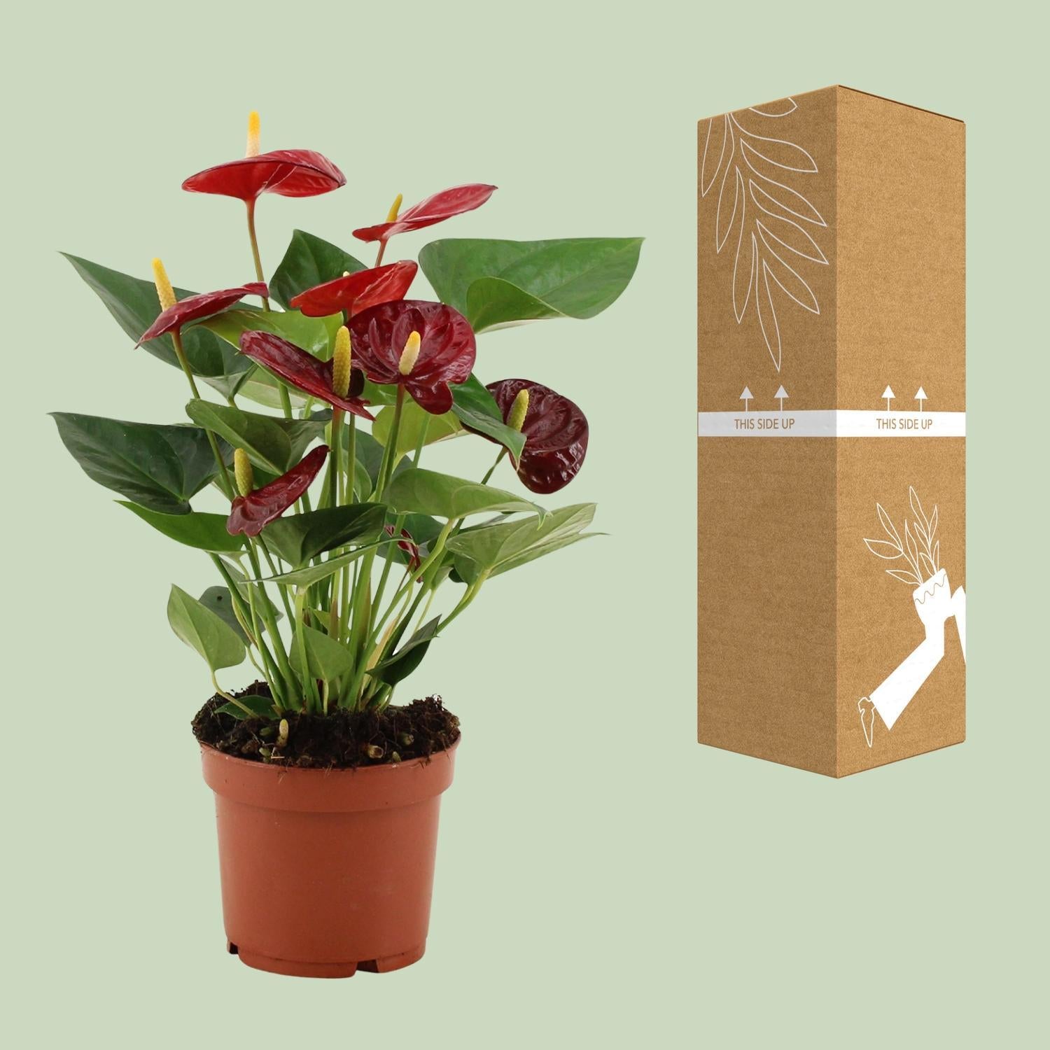 Anthurie - Anthurium Calon In Transparant Sleeve - Ø12cm - ↕36cm