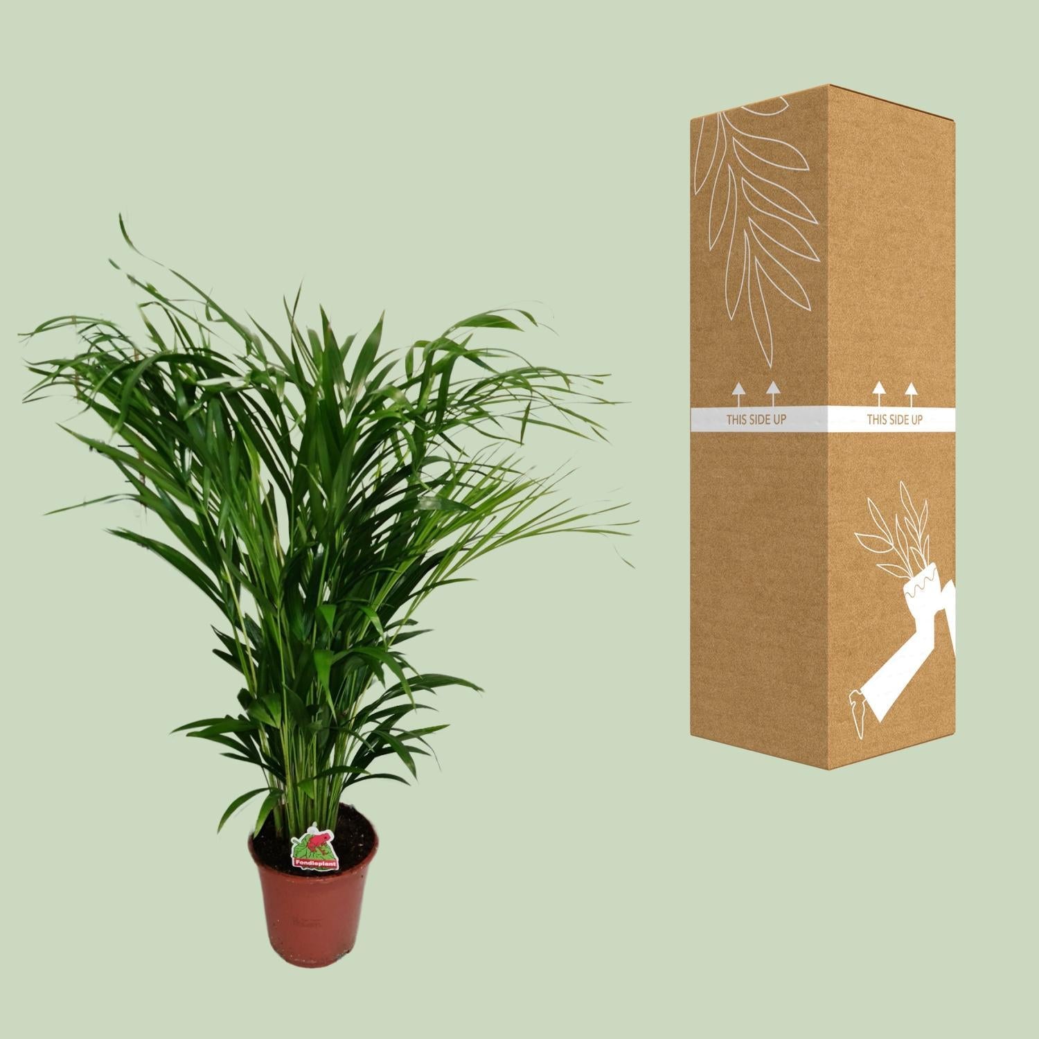 Arecapalme - Dypsis Lutescens - Ø19cm - ↕80cm