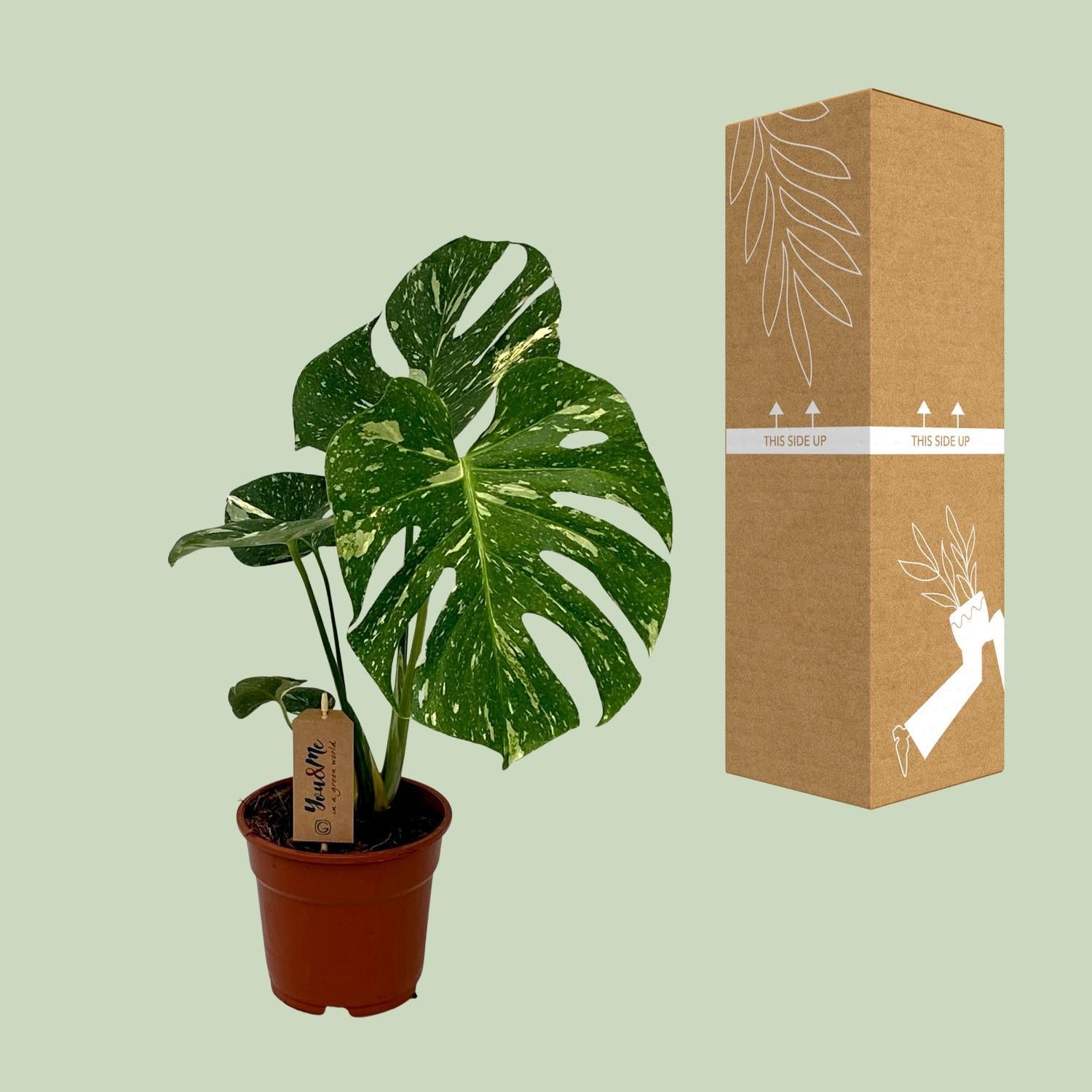 Schweizer Käsepflanze - Monstera Deliciosa - Ø17cm - ↕50cm