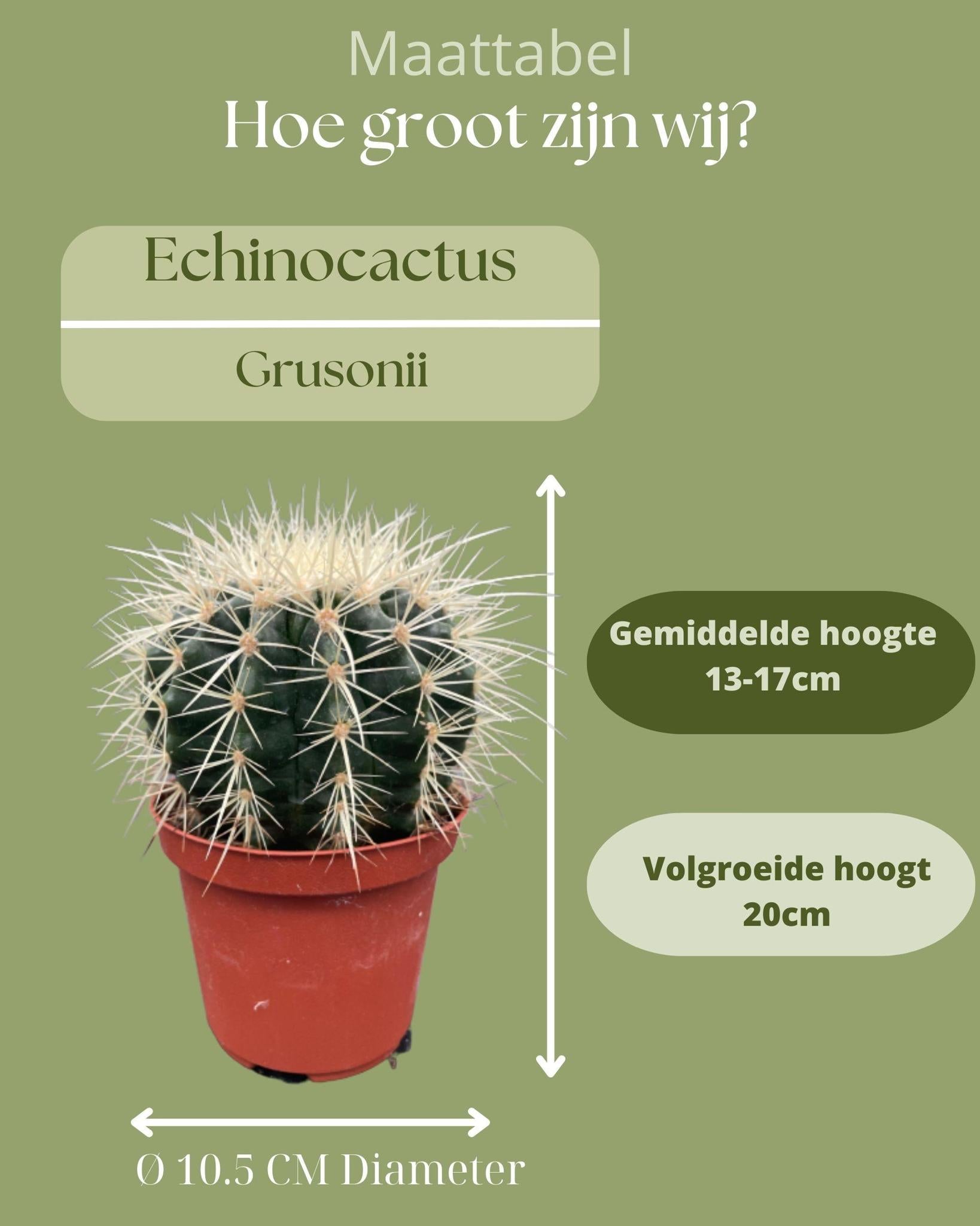 Schwiegermutterstuhl Kaktus - Echiocactus Grusonii  3 Stück   Ø10.5 cm - ↕13 - 17 cm