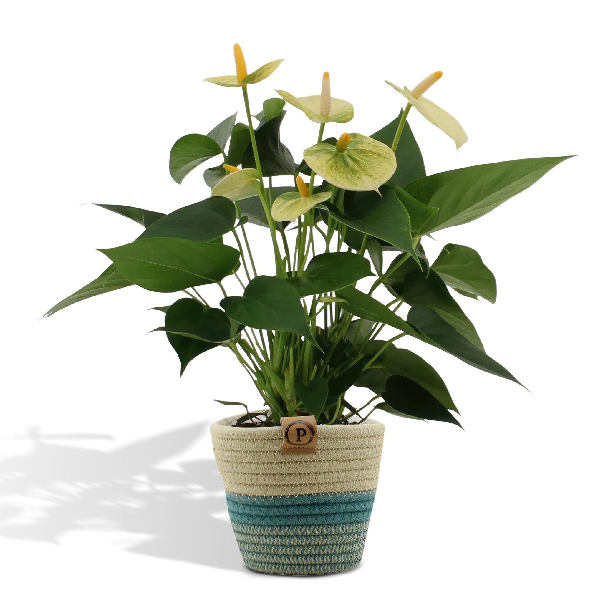 Anthurium andreanum Vanille incl. PURE mand - 45cm - Ø12