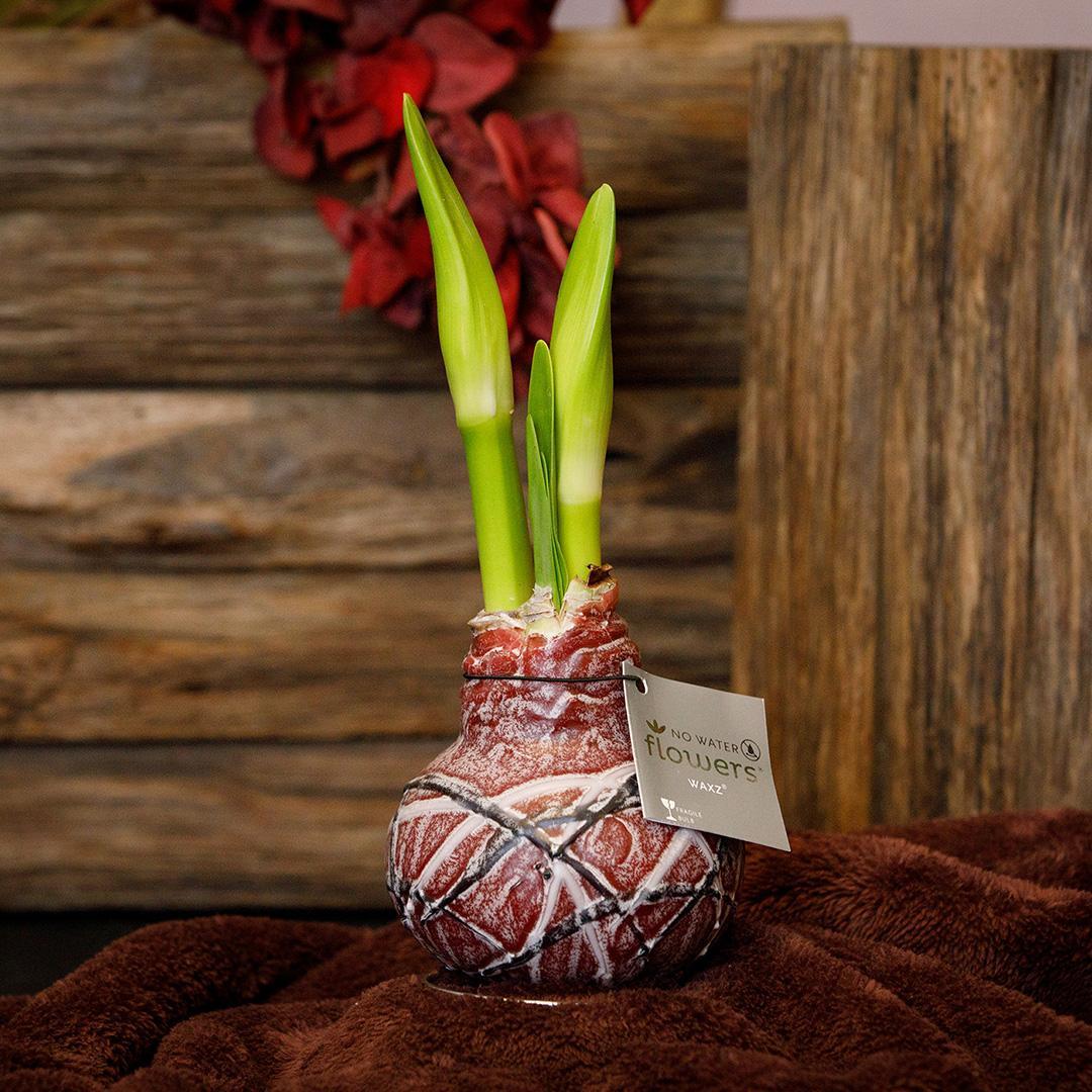 No Water Flowers® (wax amaryllis) | Waxz® Art van Gogh Mix (3 pack) + Red flower