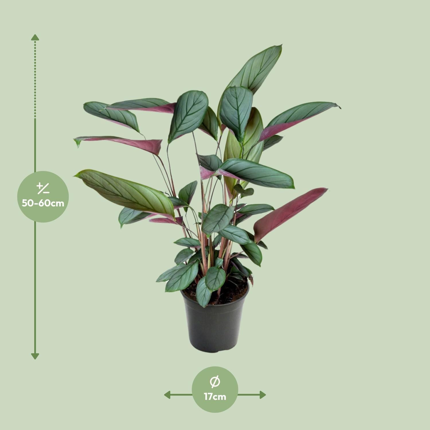 Gebetspflanze - Ctenanthe Setosa - Ø17cm - ↕60cm