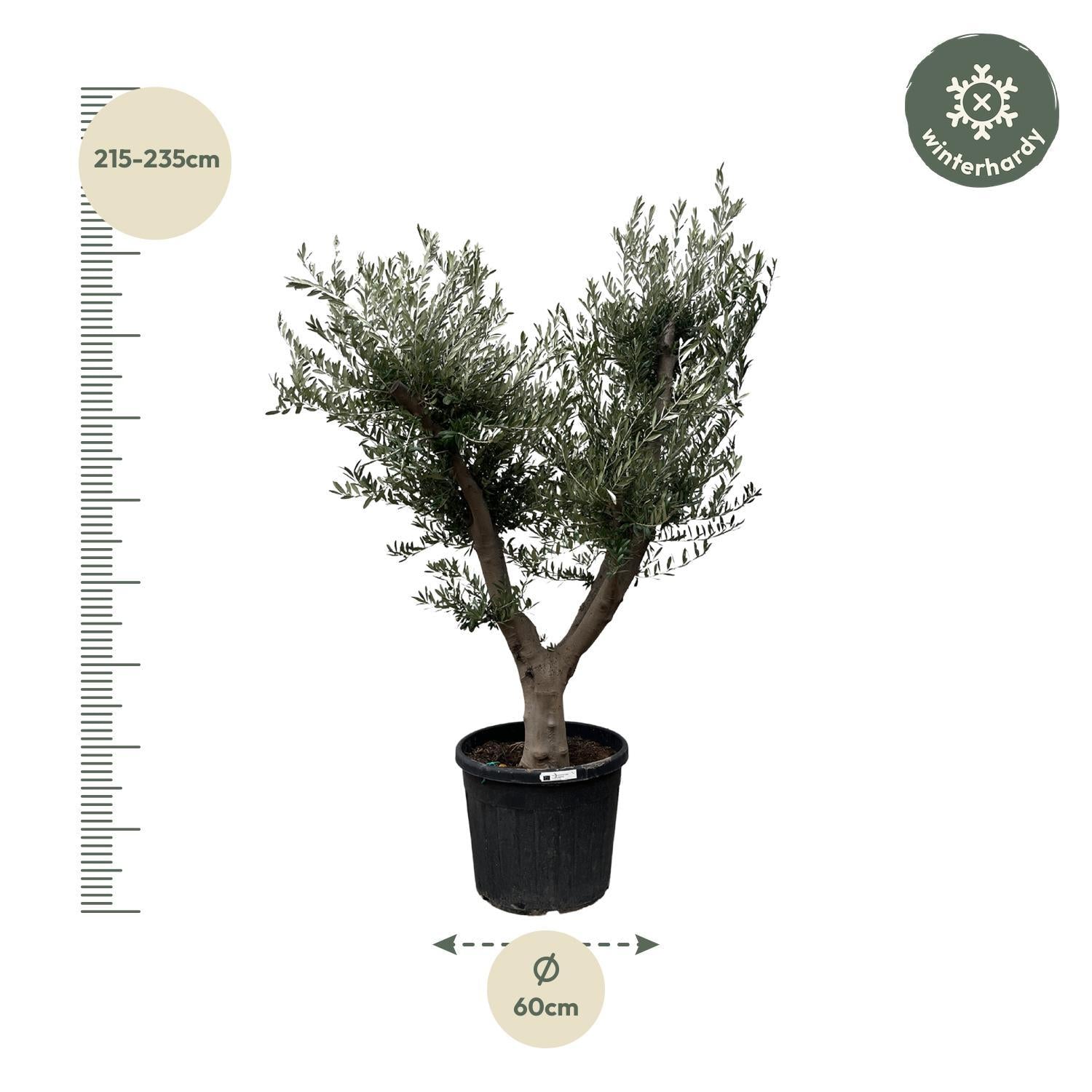 Olea Europaea Cultivo - 225cm - Ø60