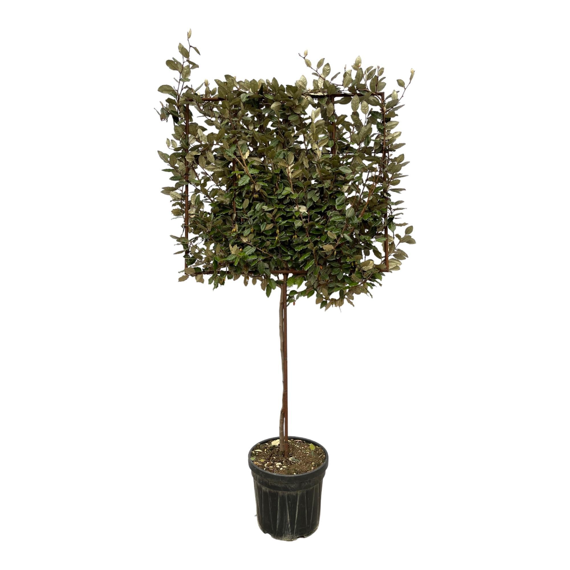 Ebbinge-Silberstrauch - Eleagnus Ebbingei - Baum auf Gestell – 225 cm – Ø40 cm