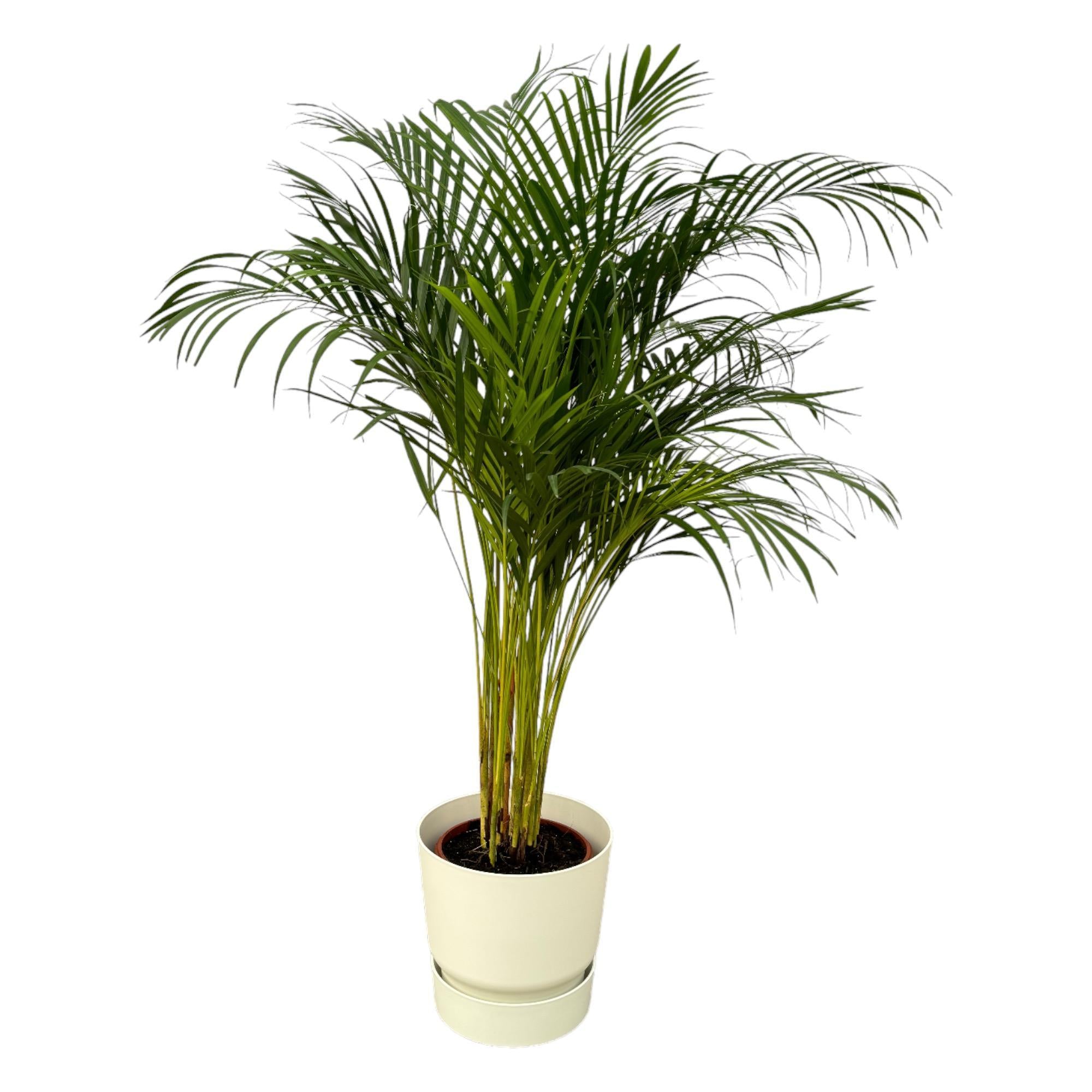 Arecapalme Dypsis lutescens – ↨130 cm – Ø24 cm inklusive elho Greenville Round Topf weiß D30 x H28