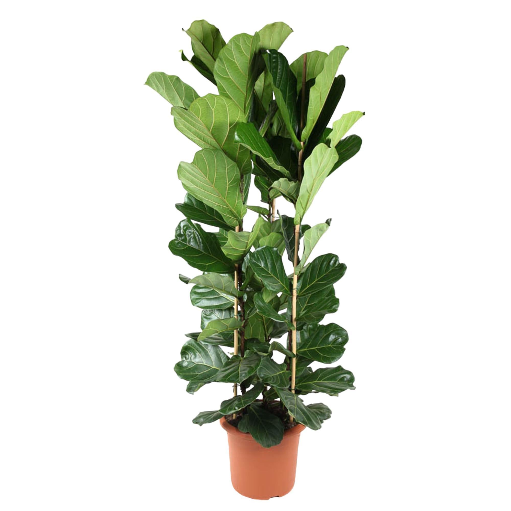 Geigenfeige - Ficus Lyrata Strauch- 240 cm - ø40