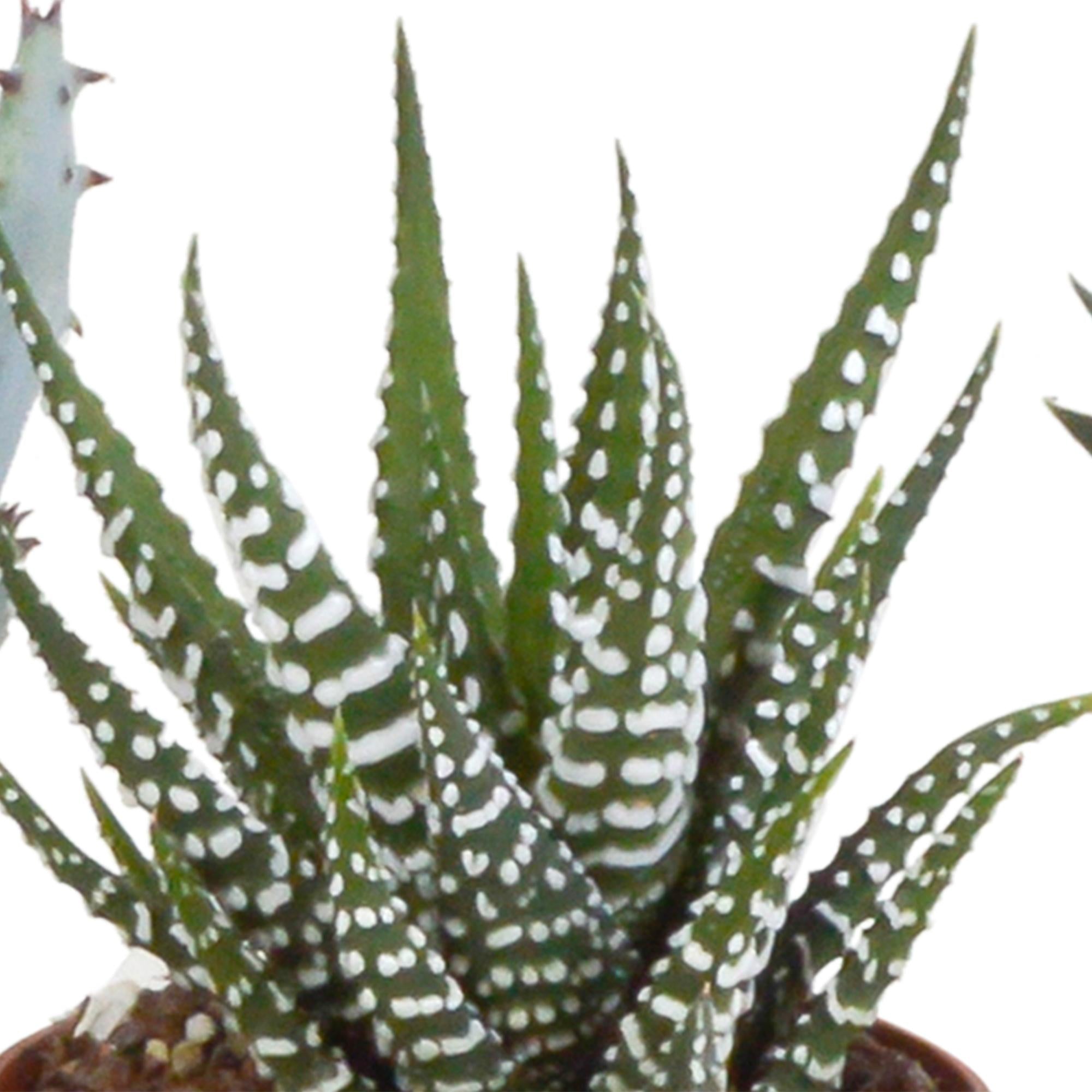 Pflanzen Mix - Gasteria/Haworthia-Mischung 5,5cm - im weißer Topf   5 Stück