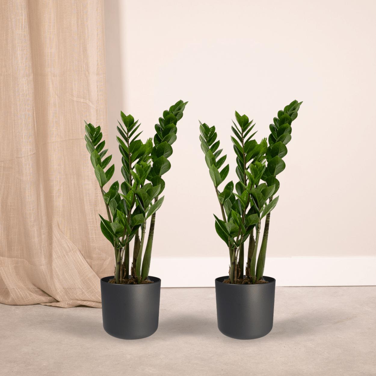 Smaragdpalme auch Glücksfeder - Zamioculcas Zamiifolia - 50cm - ø14   2 Stück