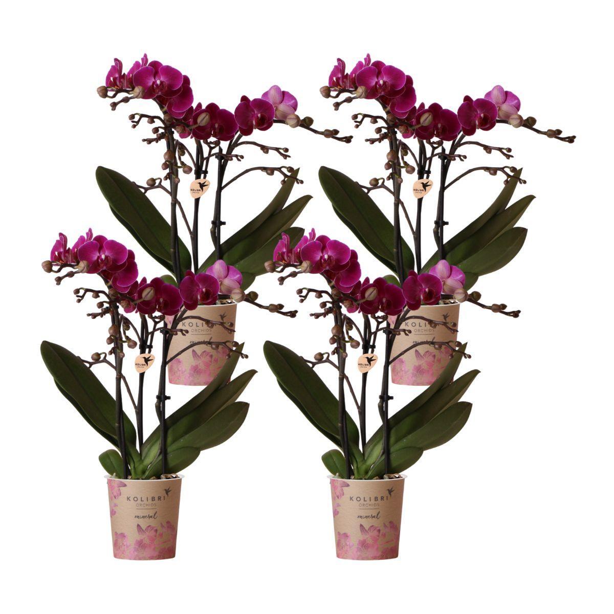 Kolibrie-orchideeën | COMBI DEAL van 4 paar phalaenopsis orchideeën - Morelia - potmaat Ø9cm | bloeiende kamerplant - vers van de kweker