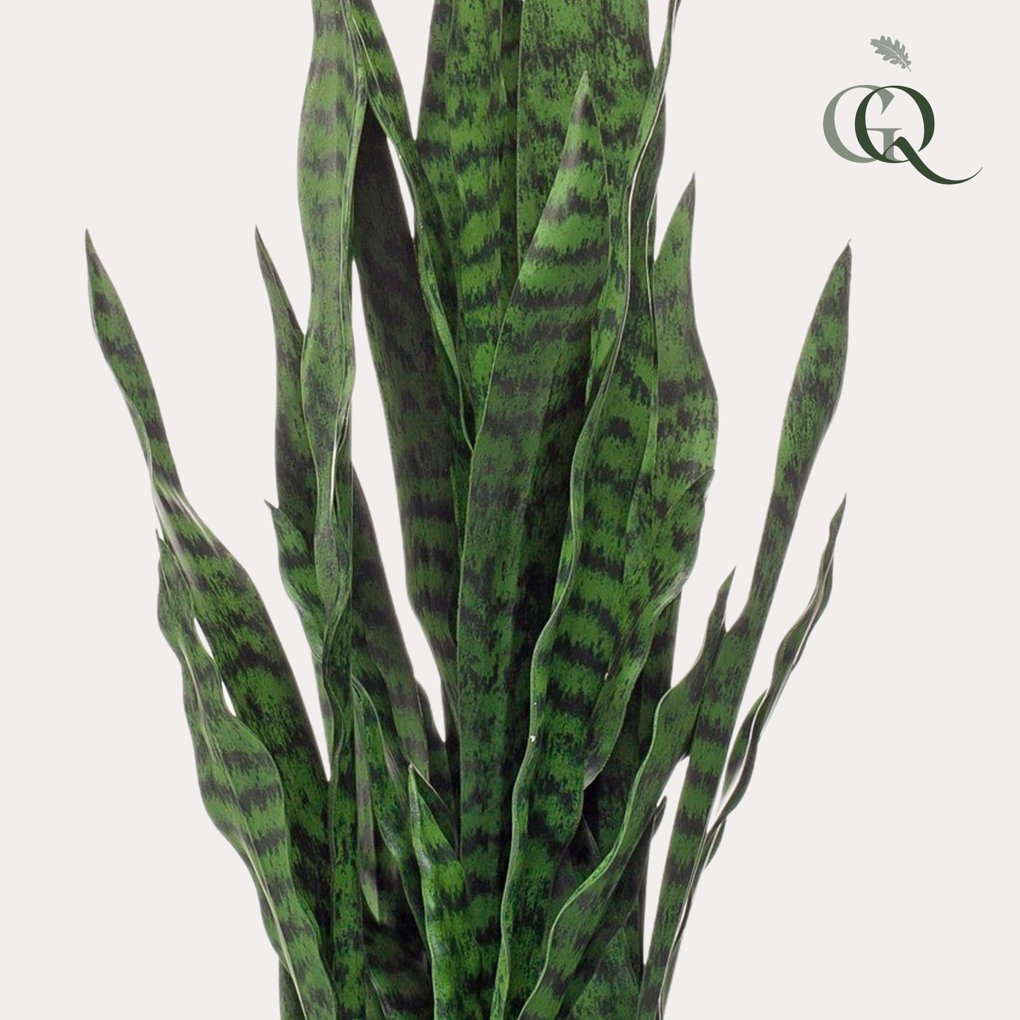 Kunstpflanze - Sanseveria black coral - Frauernzunge - 97 cm