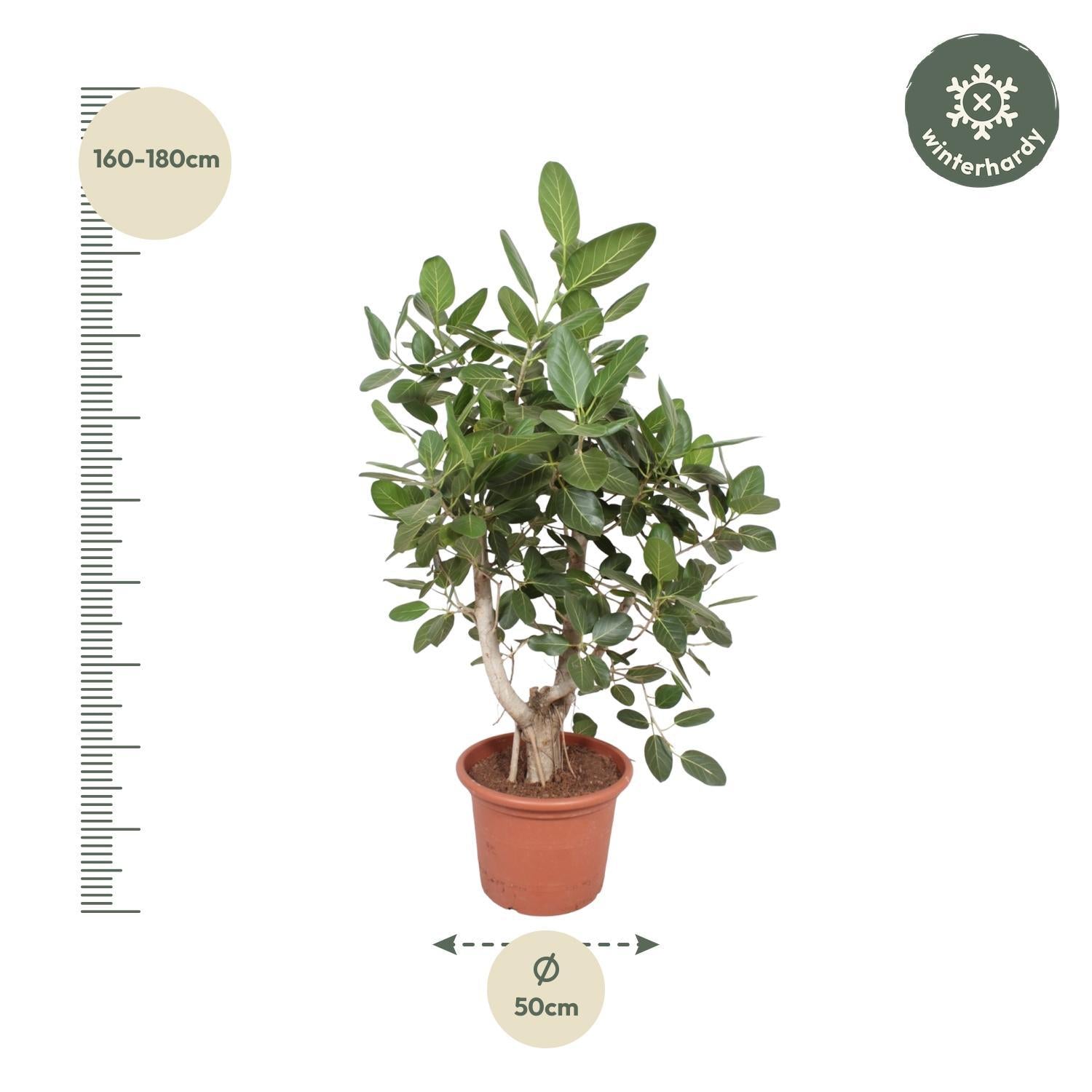 Indischer Banyanbaum Ficus Benghalensis verzweigt - 170 cm - ø50