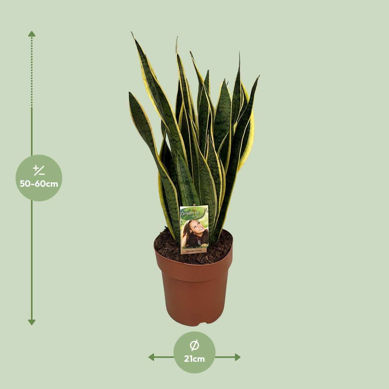 Schwiegermutterzunge - Sansevieria Trifasciata Laurentii - Ø21cm - ↕60cm