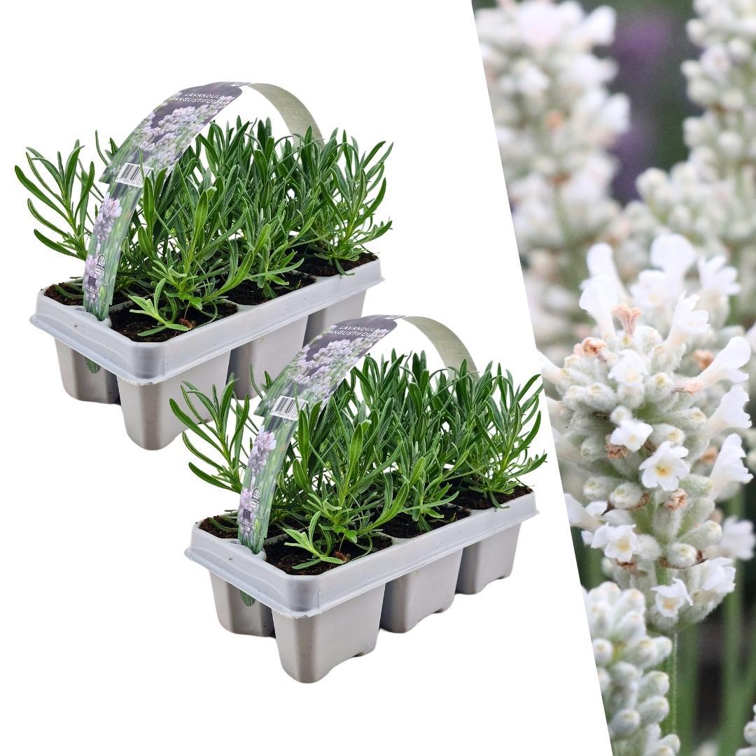 2 x 6 pakje Lavendel angustifolia wit - 12 x Ø7 cm - ↕15 cm 