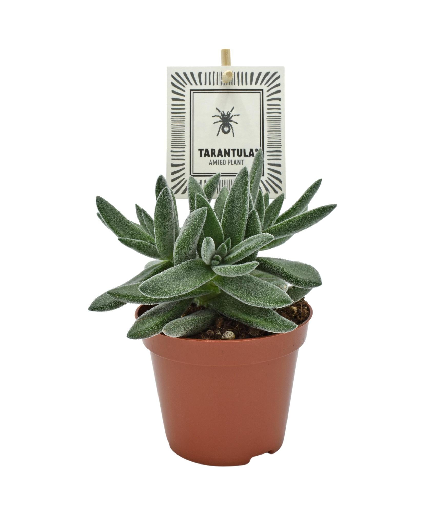 Gummibaum - Crassula TARANTULA® - Jadepflanze - Ø8,5cm - ↕14cm