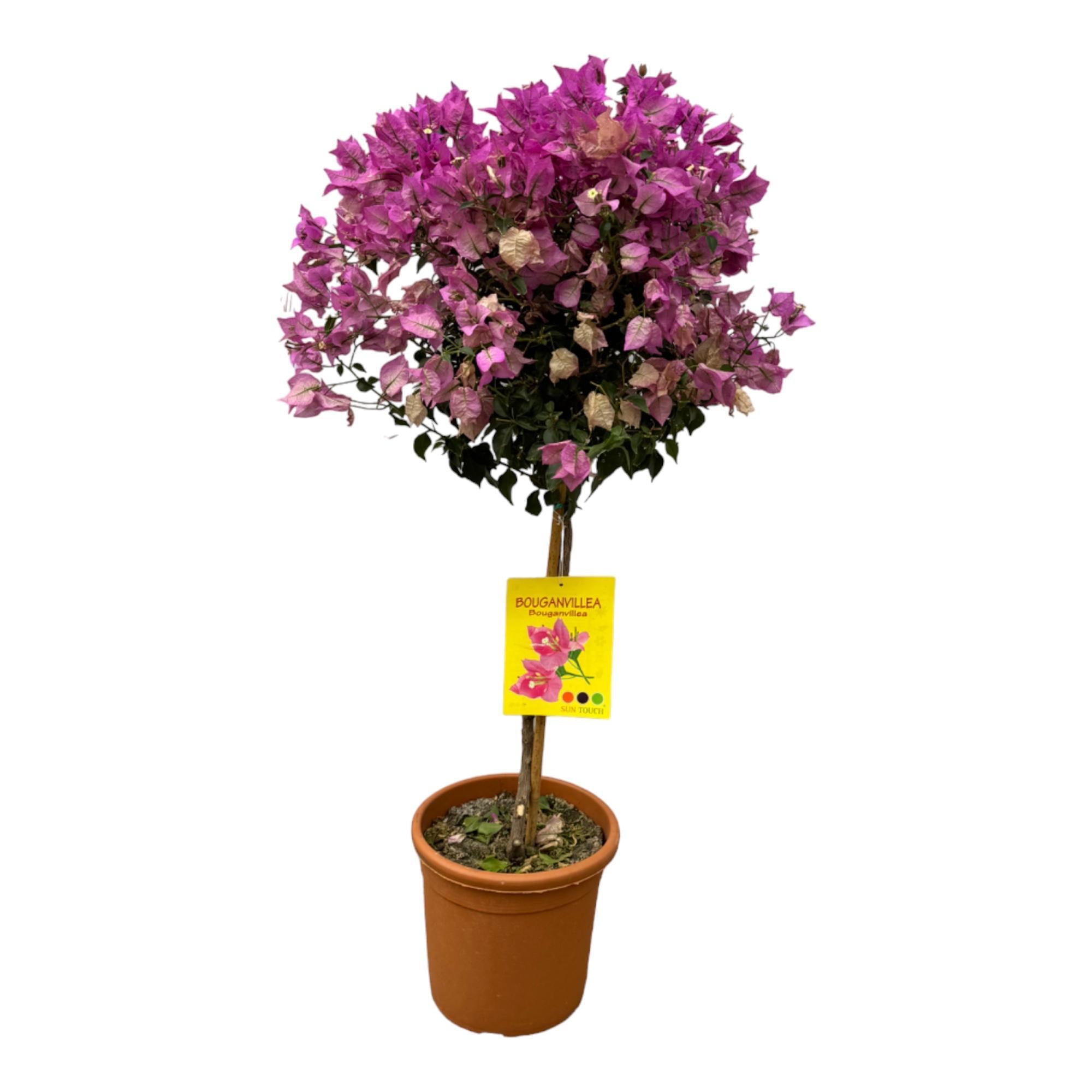 Bougainvillea mit Stamm – 110 cm – Ø25 cm