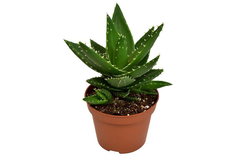 Aloe Mitriformis - Ø10,5 ↕20