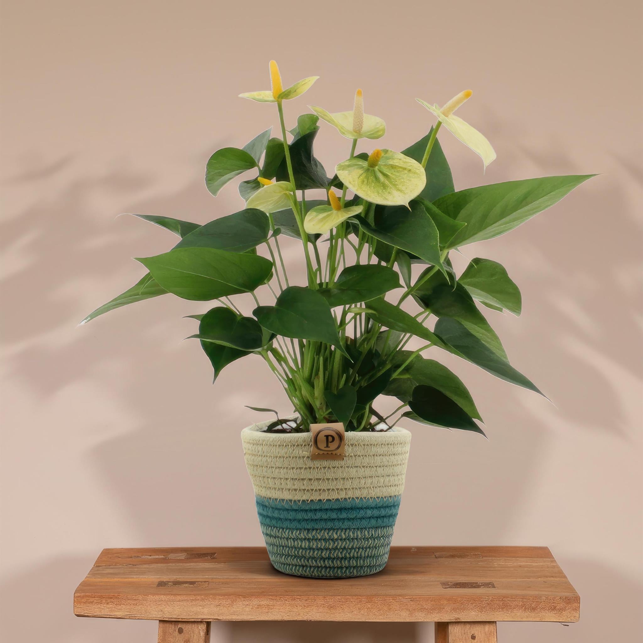 Anthurium andreanum Vanilla incl. PURE Korb - 45cm - Ø12