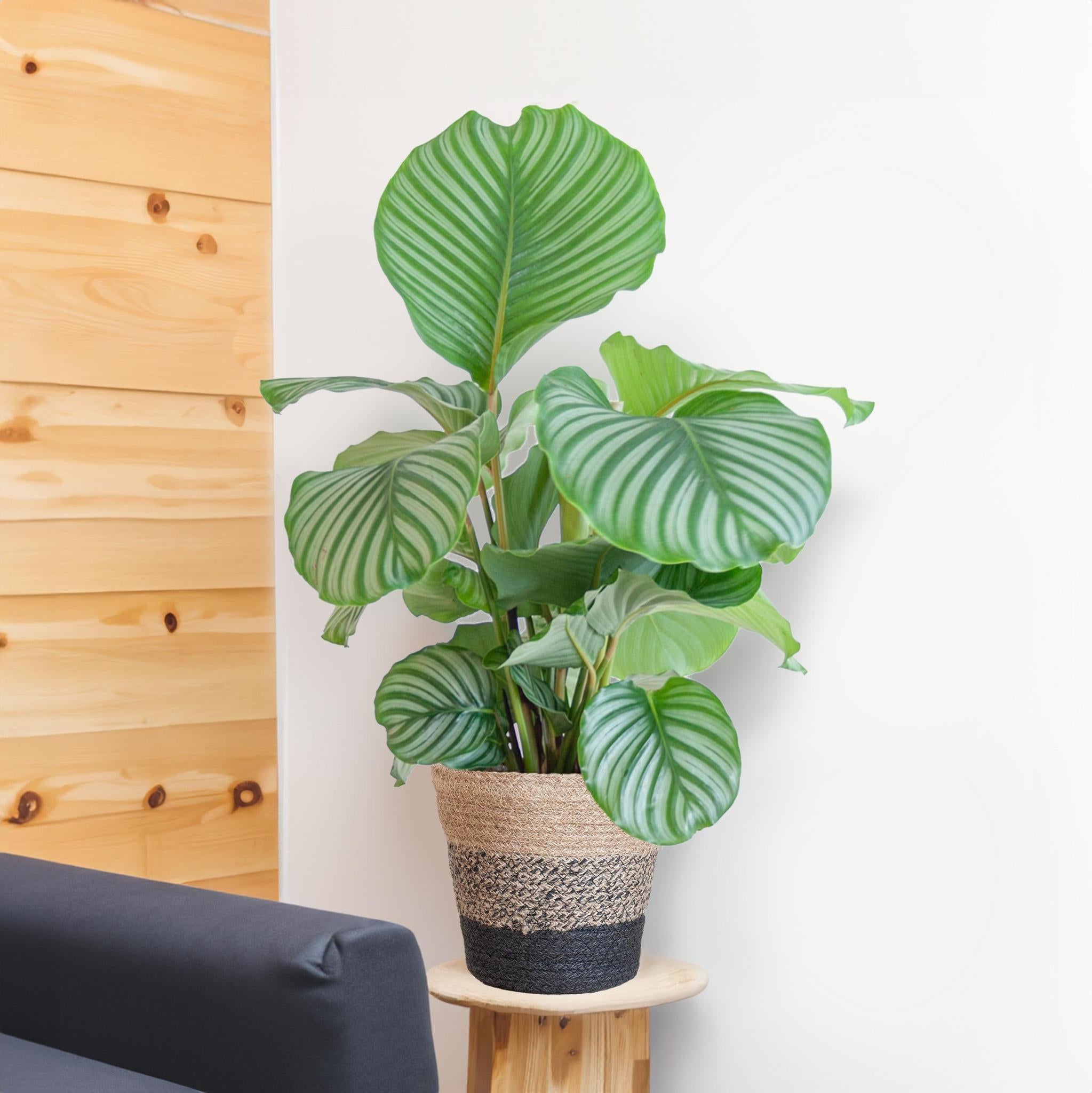 Gebetspflanze - Calathea Orbifolia mit Korb Lissabon schwarz  - 65cm - Ø21