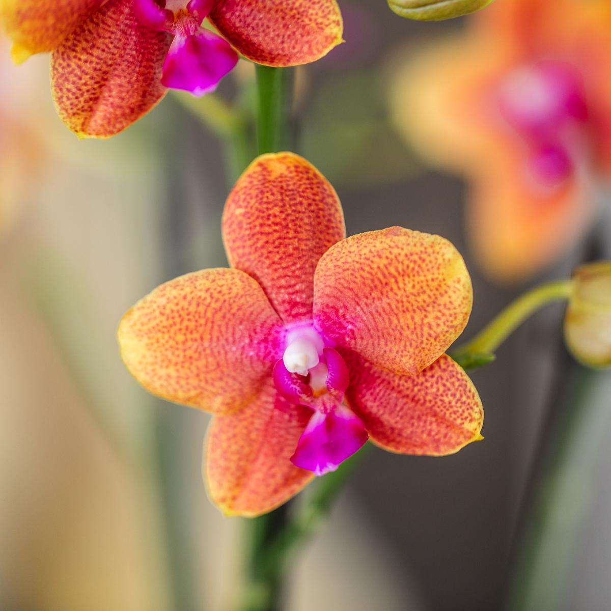 Orchidee 4 duftenden orangefarbenen Phalaenopsis-Orchideen - Topfgröße Ø12cm | blühende Zimmerpflanze - frisch vom Züchter