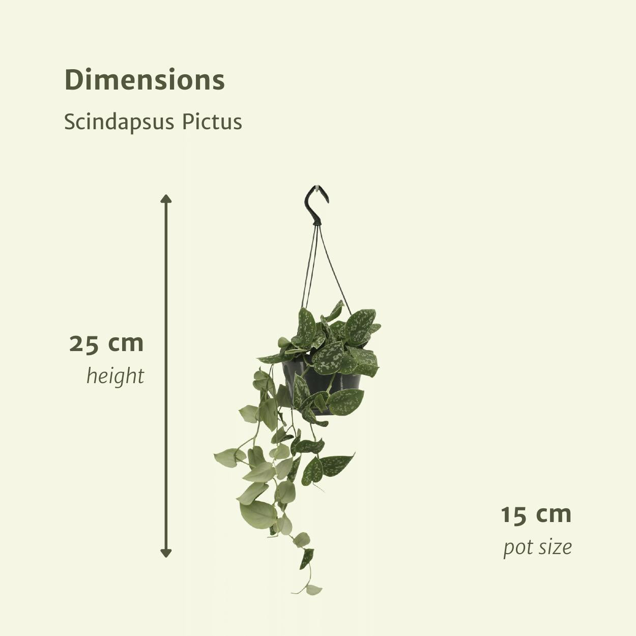 Scindapsus Pictus (Epipremnum) - 2 Stücke - Ø15cm - ↕20cm