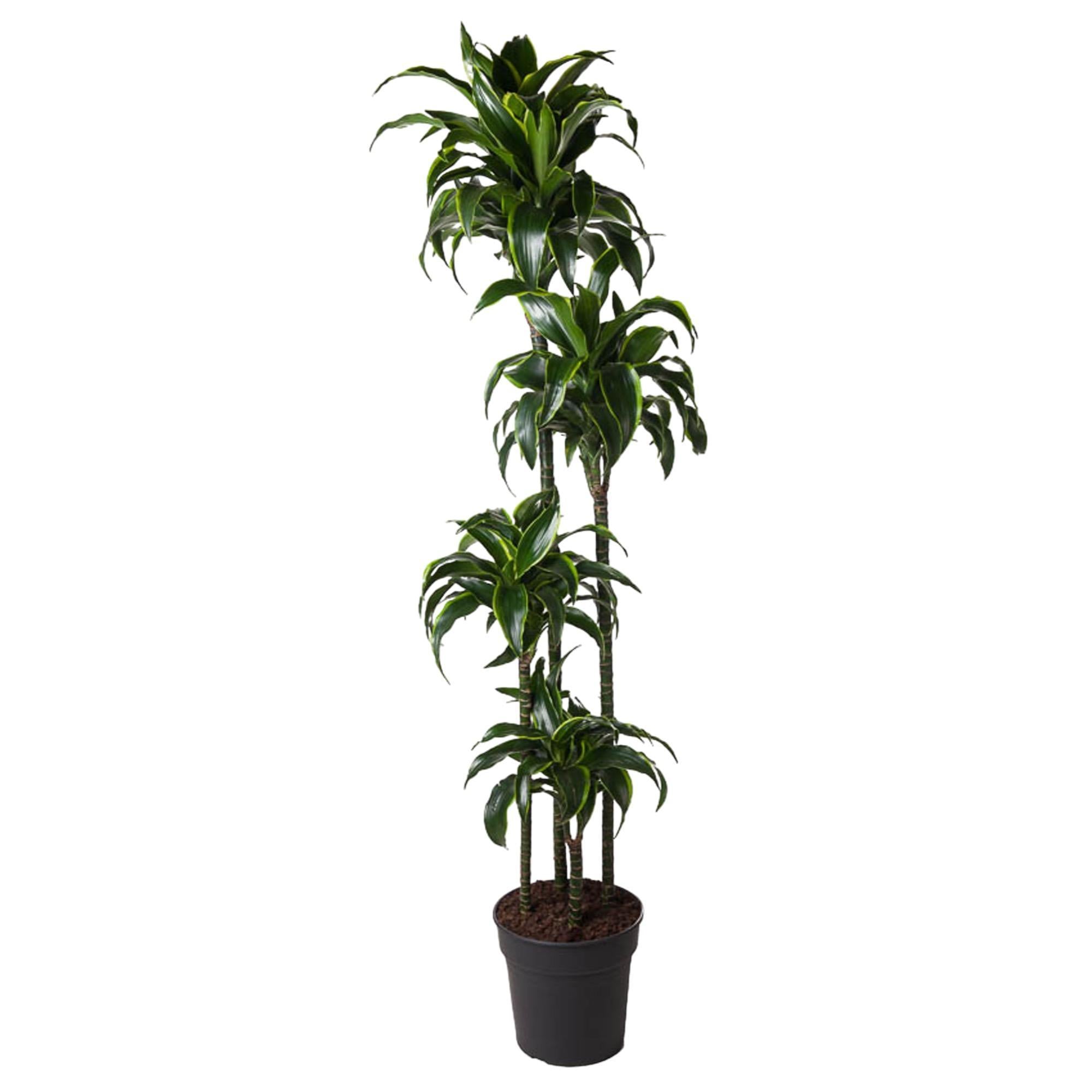 Drachenbaum - Dracaena Dorado - 170 cm - ø27