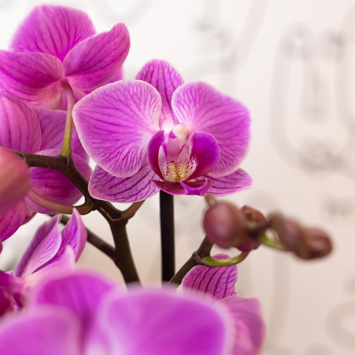 Orchidee Lila/rosa Phalaenopsis Orchidee - Mineral Vienna - Topfgröße Ø9cm | blühende Zimmerpflanze - frisch vom Züchter