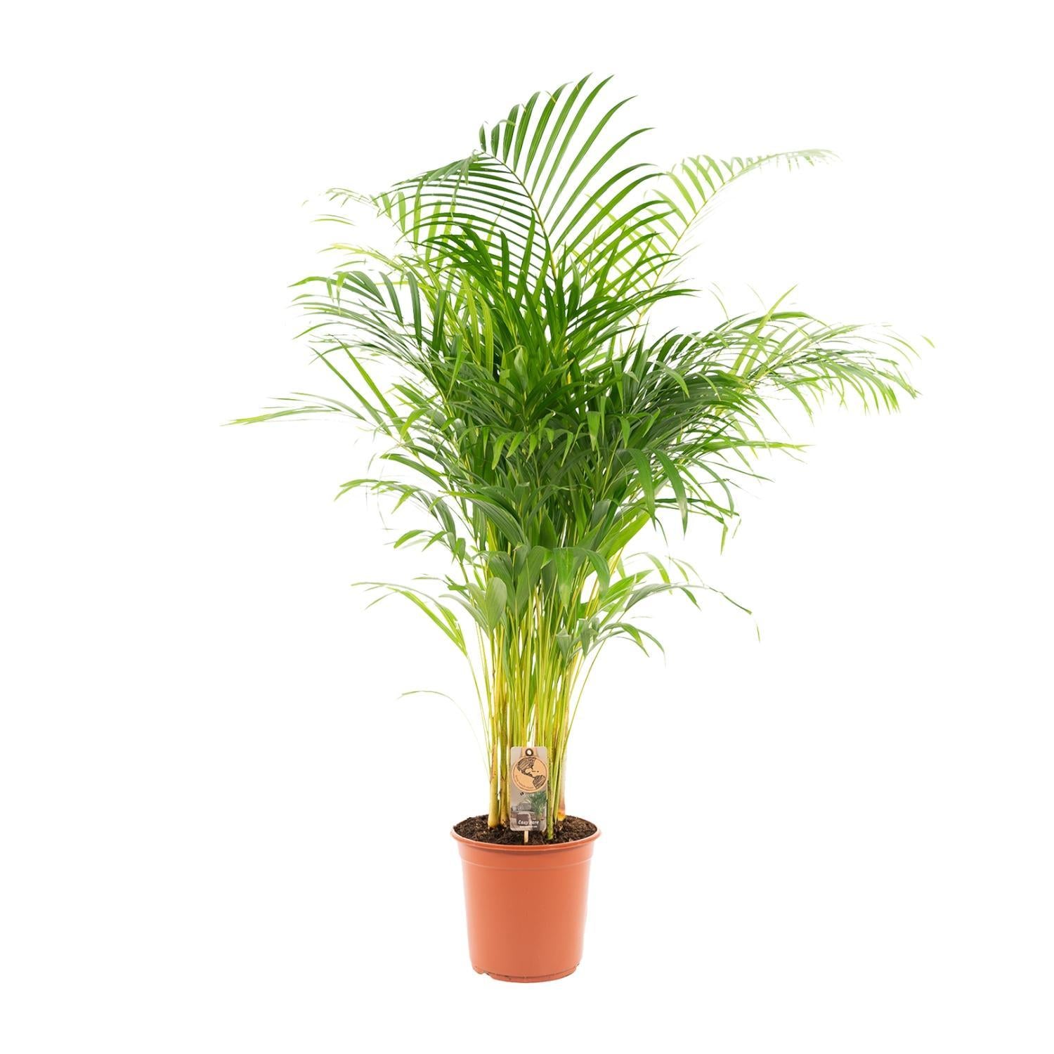 Arecapalme Dypsis lutescens - Ø24cm - ↕130cm