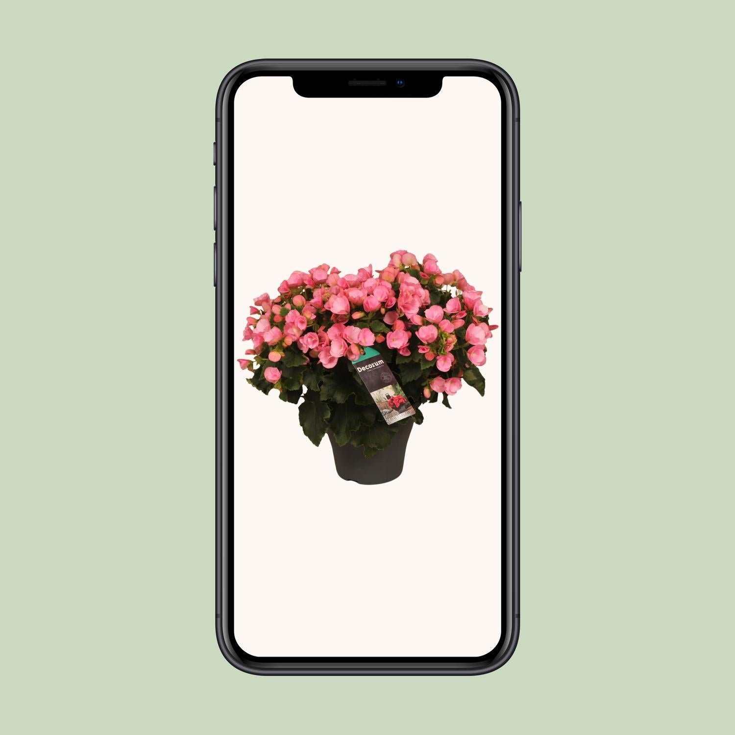 Begonia Betulia Candy Pink - Ø19cm - ↕35cm