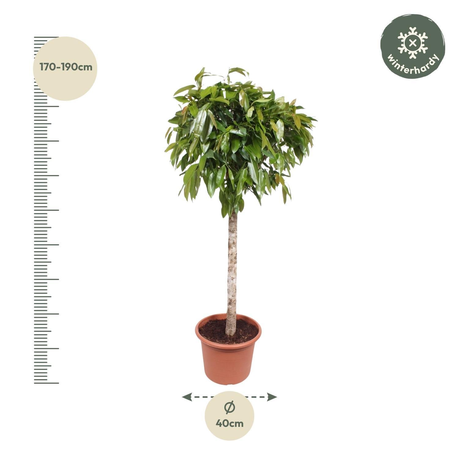 Gummibaum -  Ficus Amstel King - 180 cm - ø40