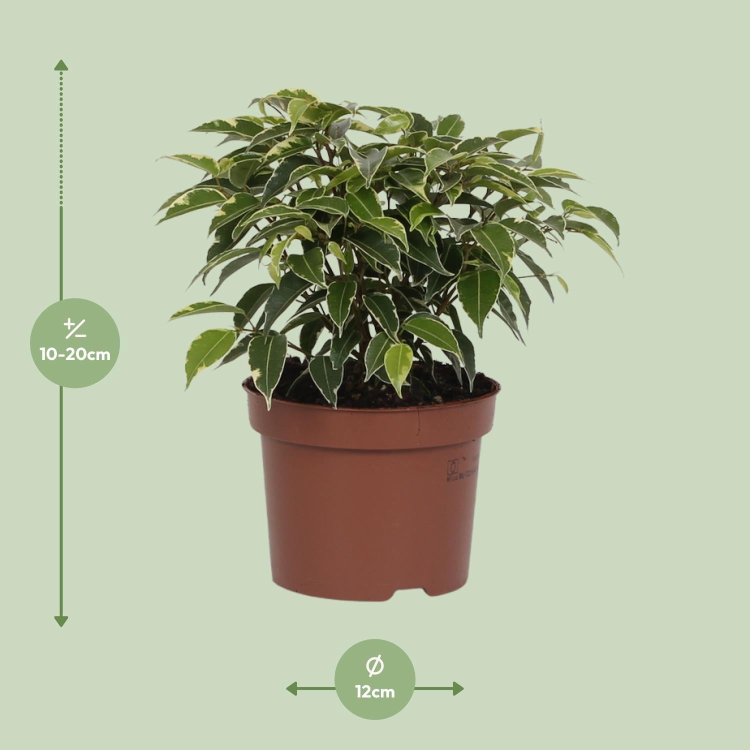 Birkenfeige - Ficus Benjamina Kinky - Ø12cm - ↕20cm