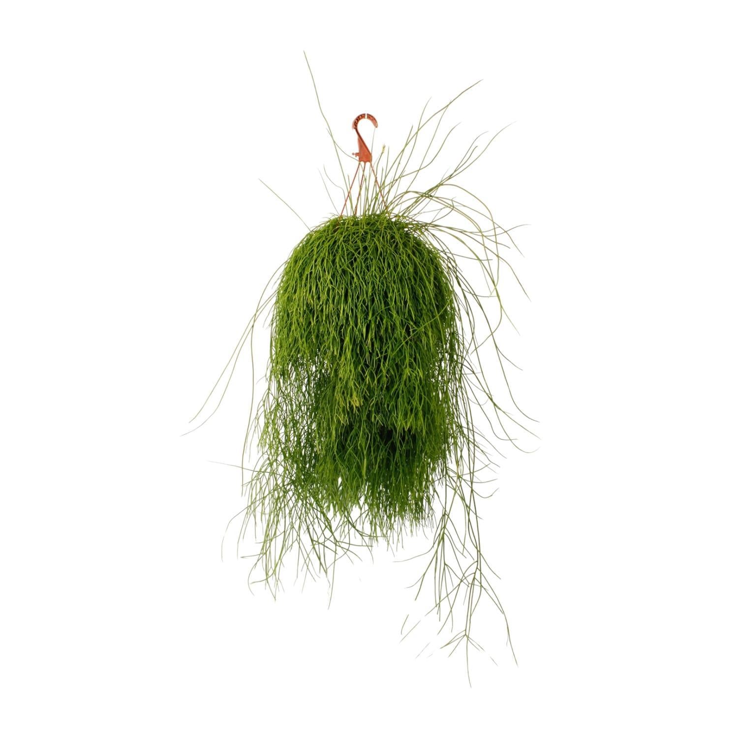 Korallenkaktus - Rhipsalis Cassutha - Ø21cm - ↕50cm