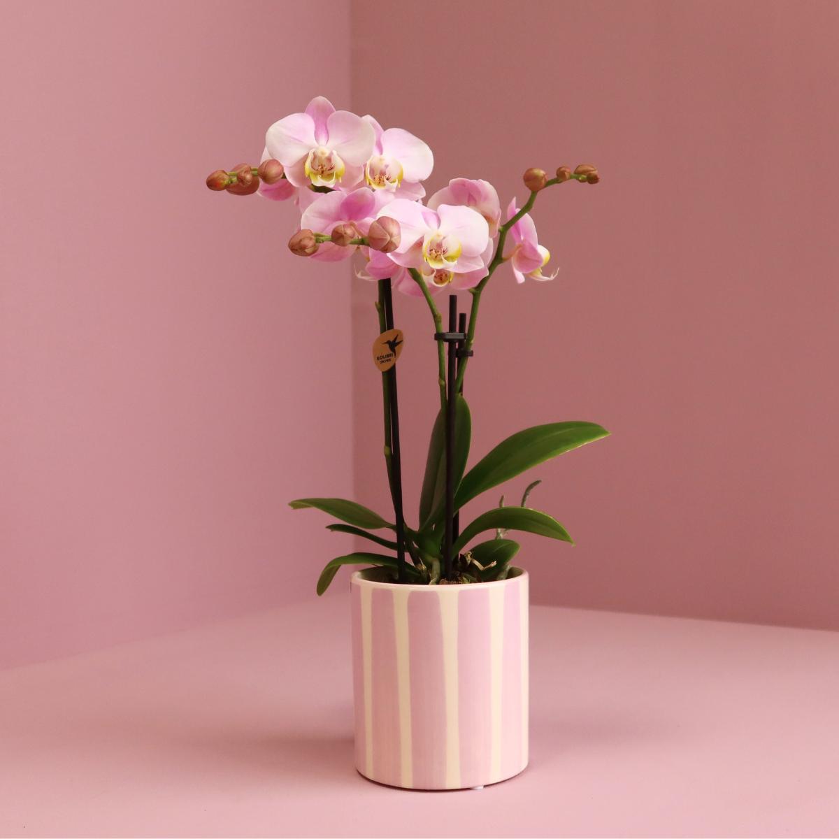 Kolibrie-orchideeën | Roze Phalaenopsis Orchidee Portugal + Painted Stripe Pot Roze - Potmaat Ø9cm | Bloeiende kamerplant - Vers van de kweker